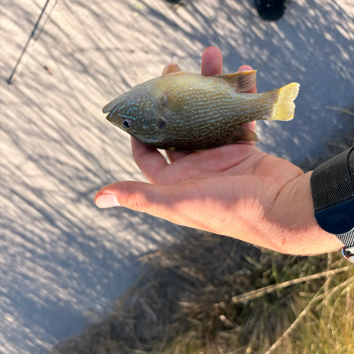 Green sunfish caught on Fishbrain