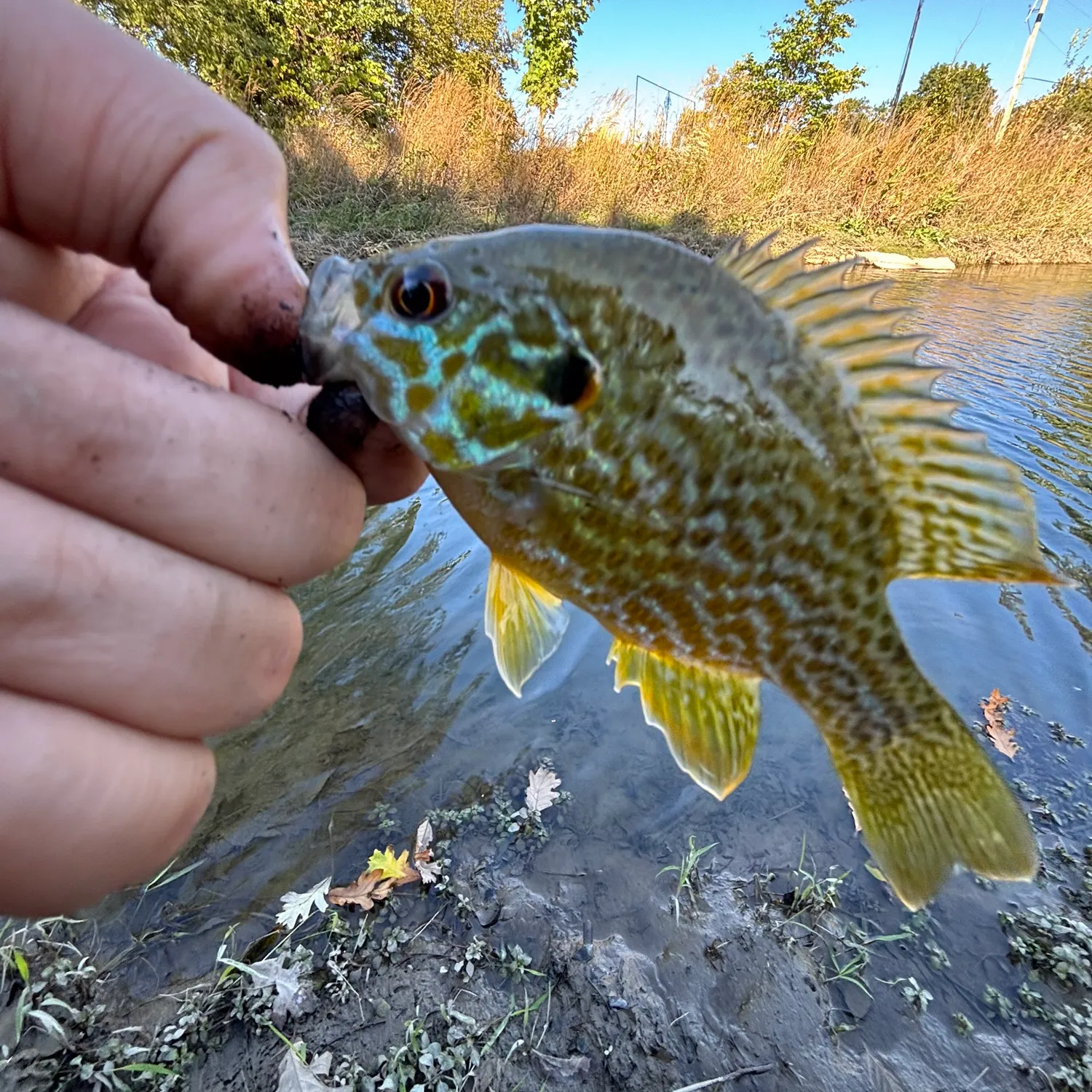 Pumpkinseed caught on Fishbrain