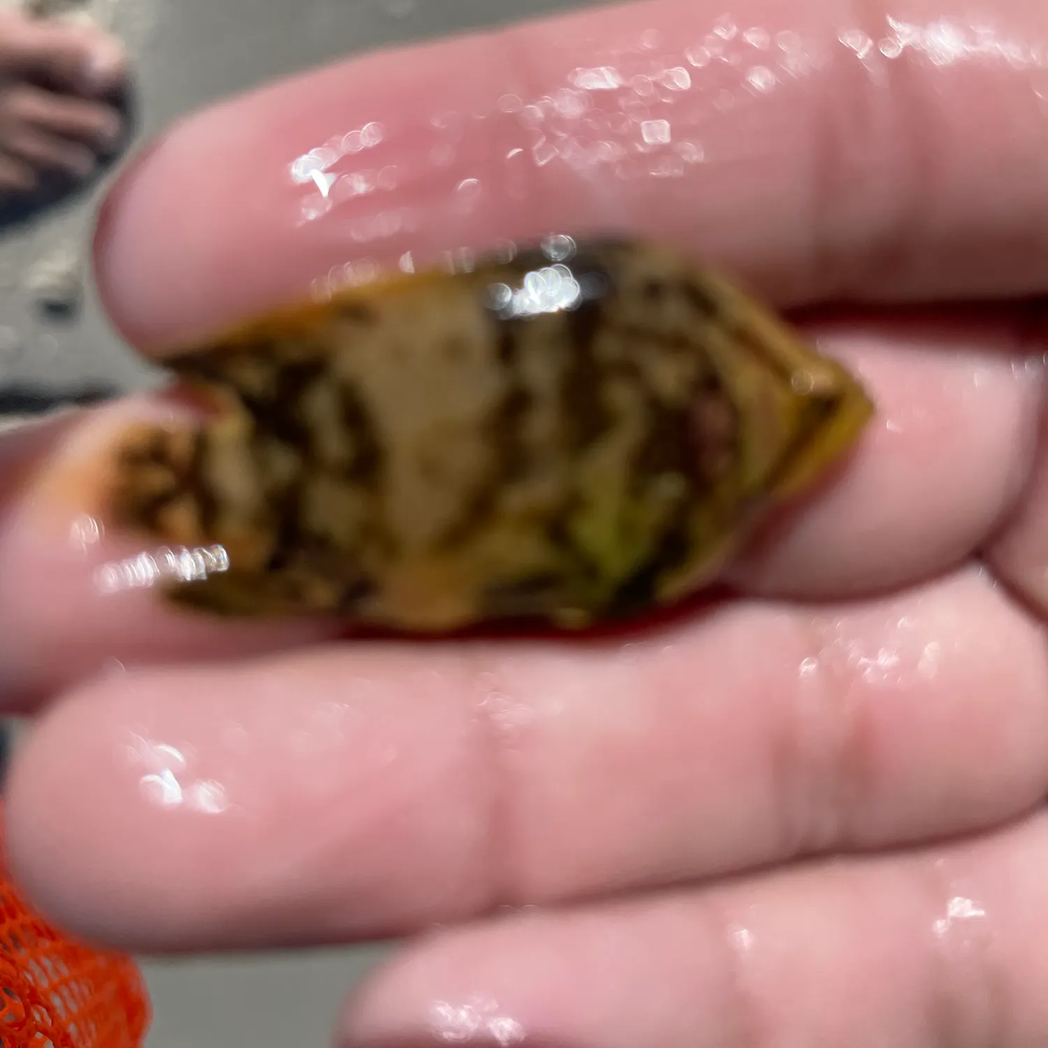 The most recent Atlantic tripletail catches on Fishbrain