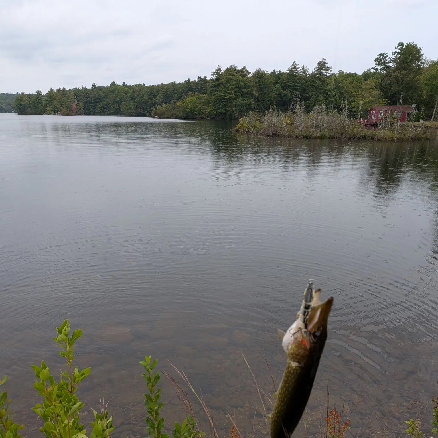 Chain pickerel caught on Fishbrain