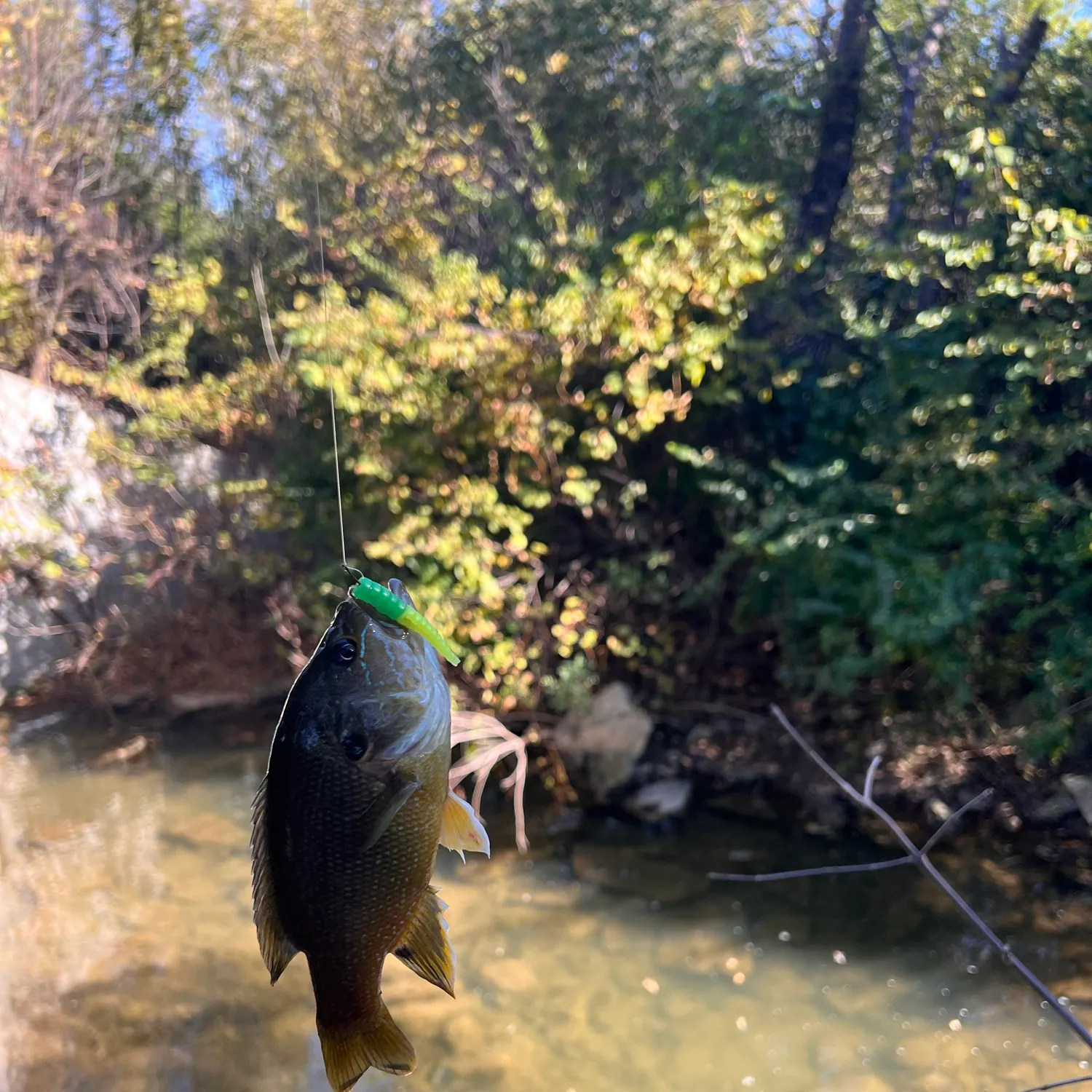 Bluegill caught on Fishbrain