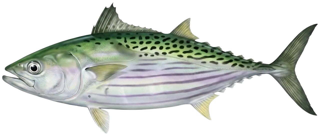 Leaping bonito