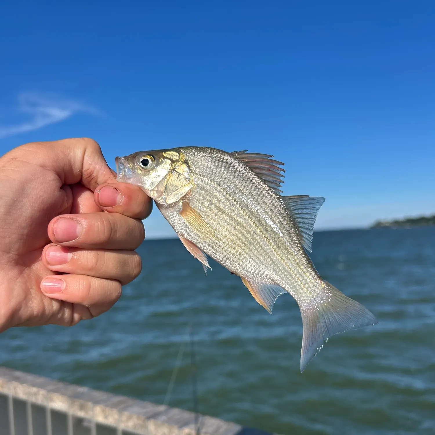 White perch caught on Fishbrain