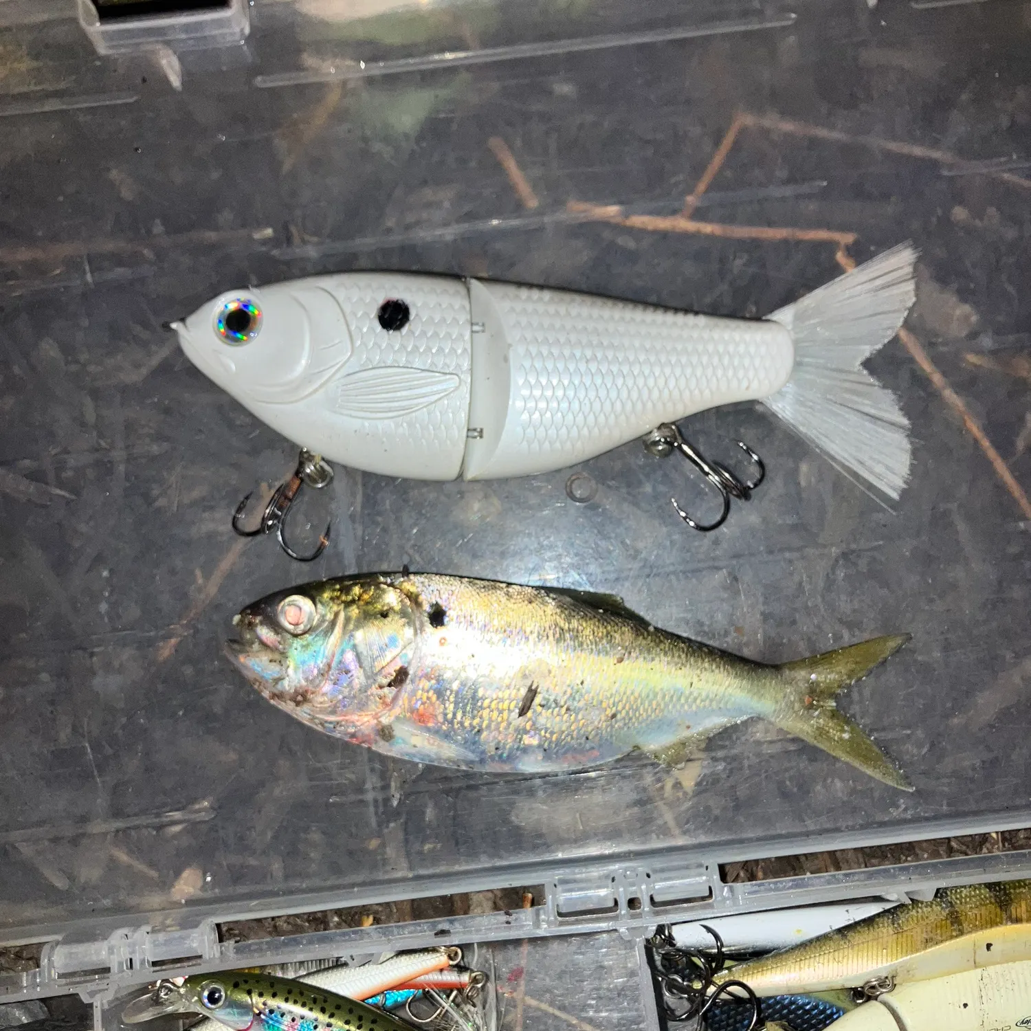 The most recent Gulf menhaden catches on Fishbrain