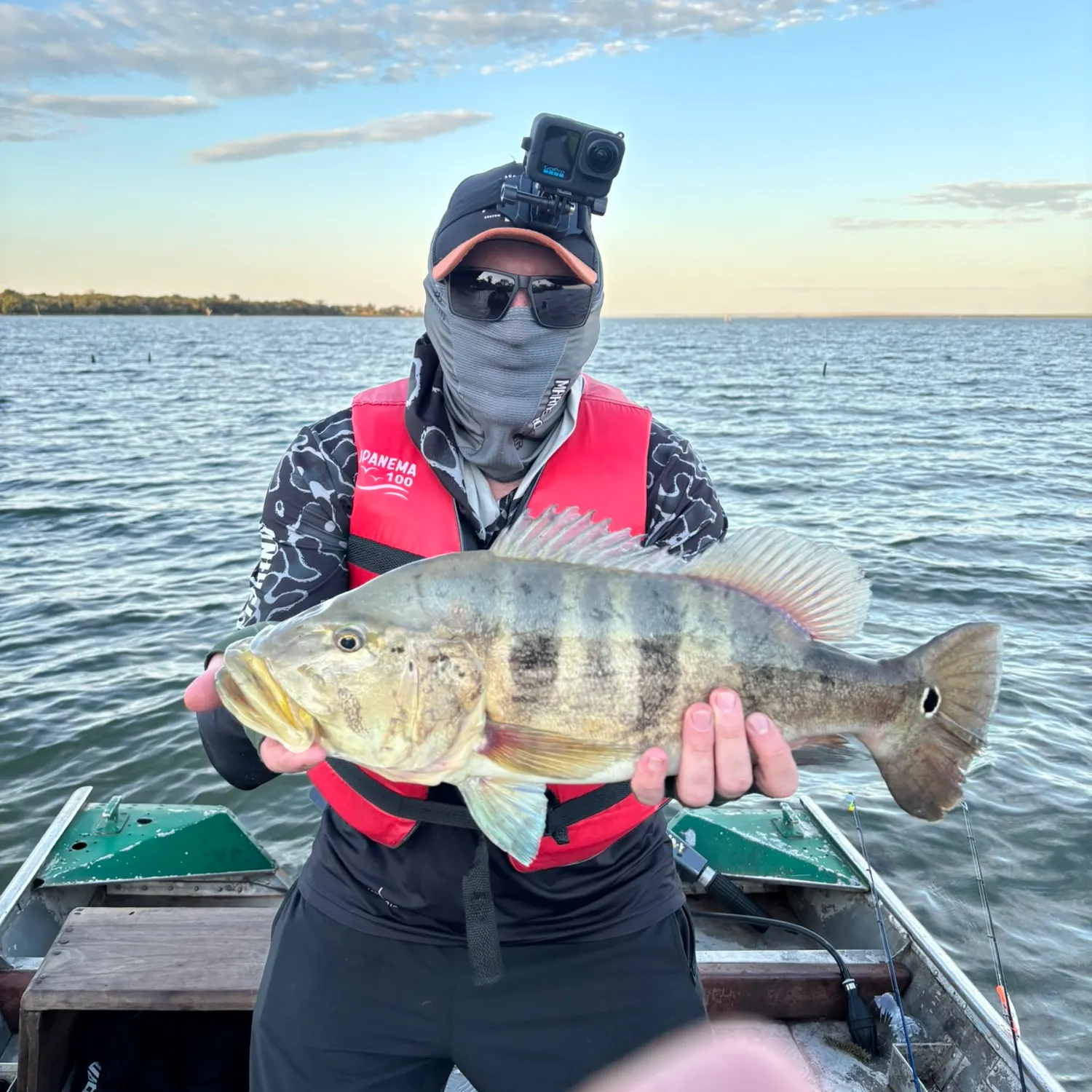 Blue peacock bass caught on Fishbrain