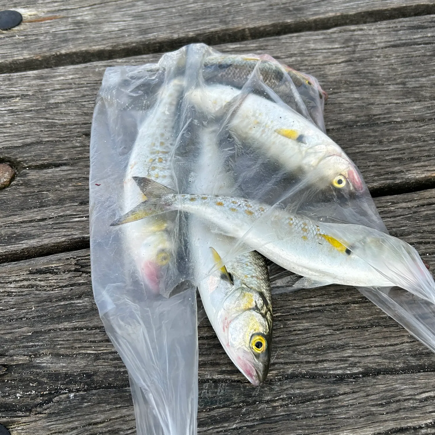 Eastern Australian salmon caught on Fishbrain