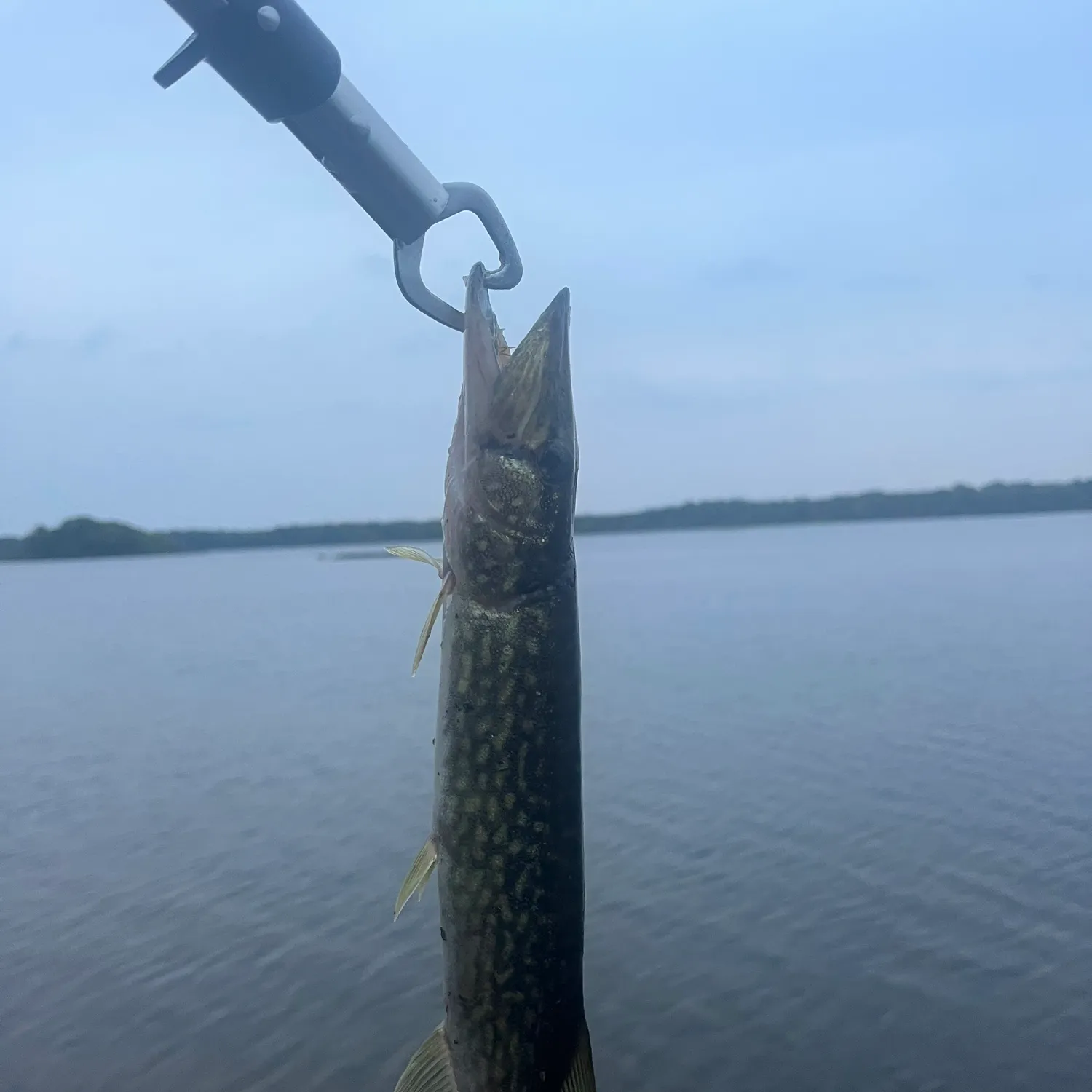 Chain pickerel caught on Fishbrain