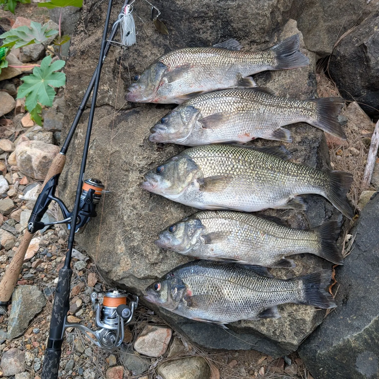 recently logged catches
