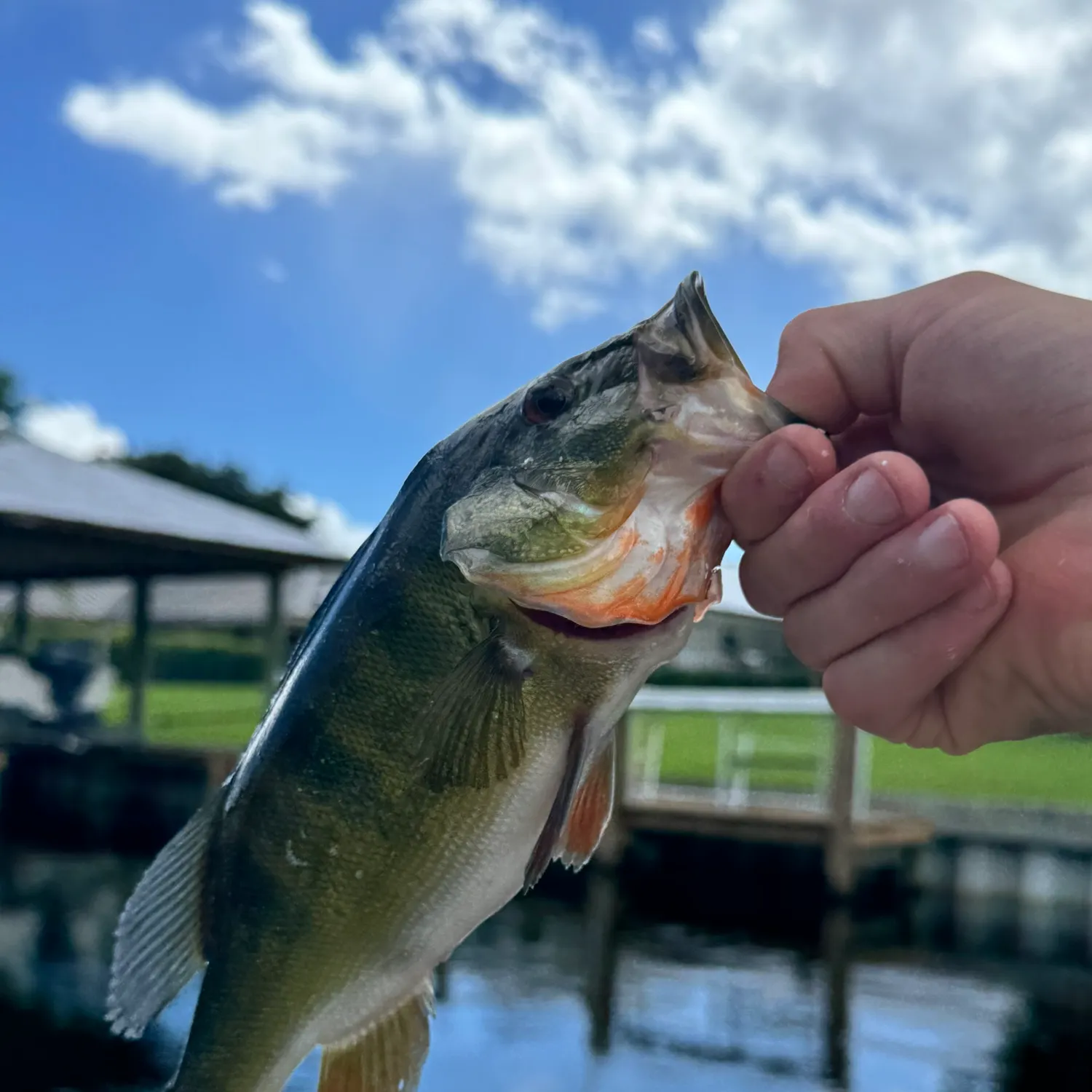 Butterfly peacock bass caught on Fishbrain