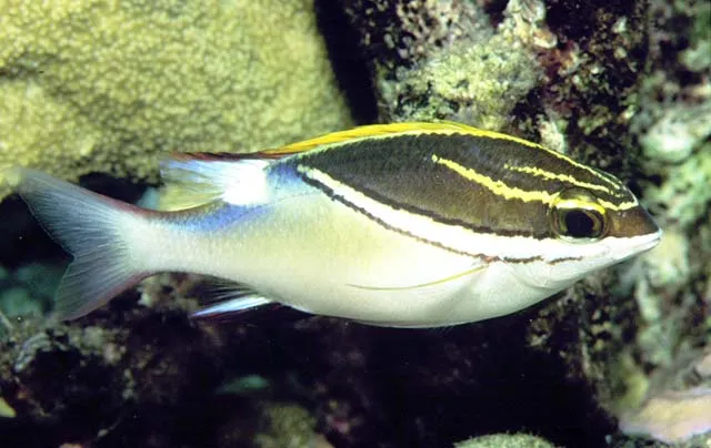 Two-lined monocle bream