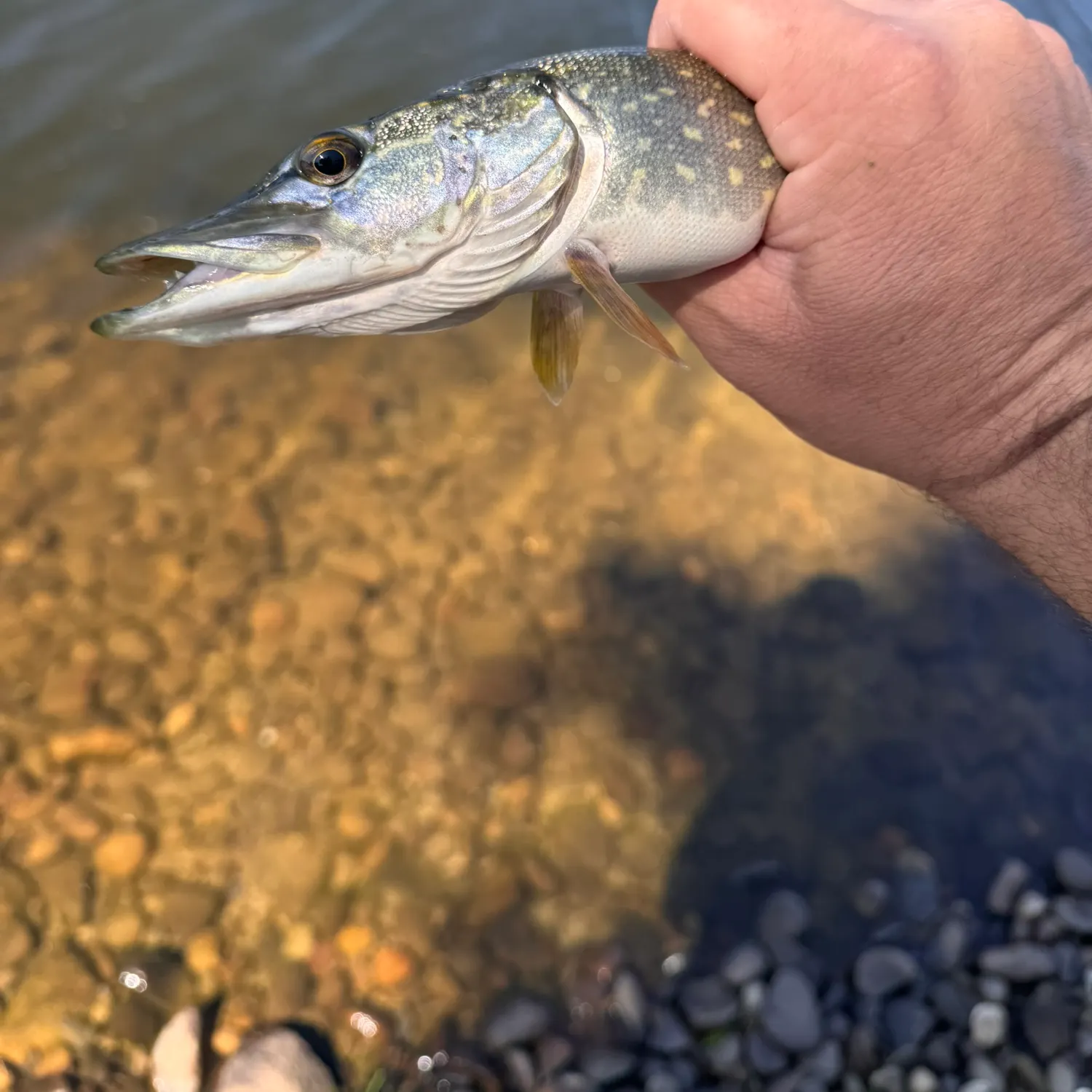 Northern pike caught on Fishbrain