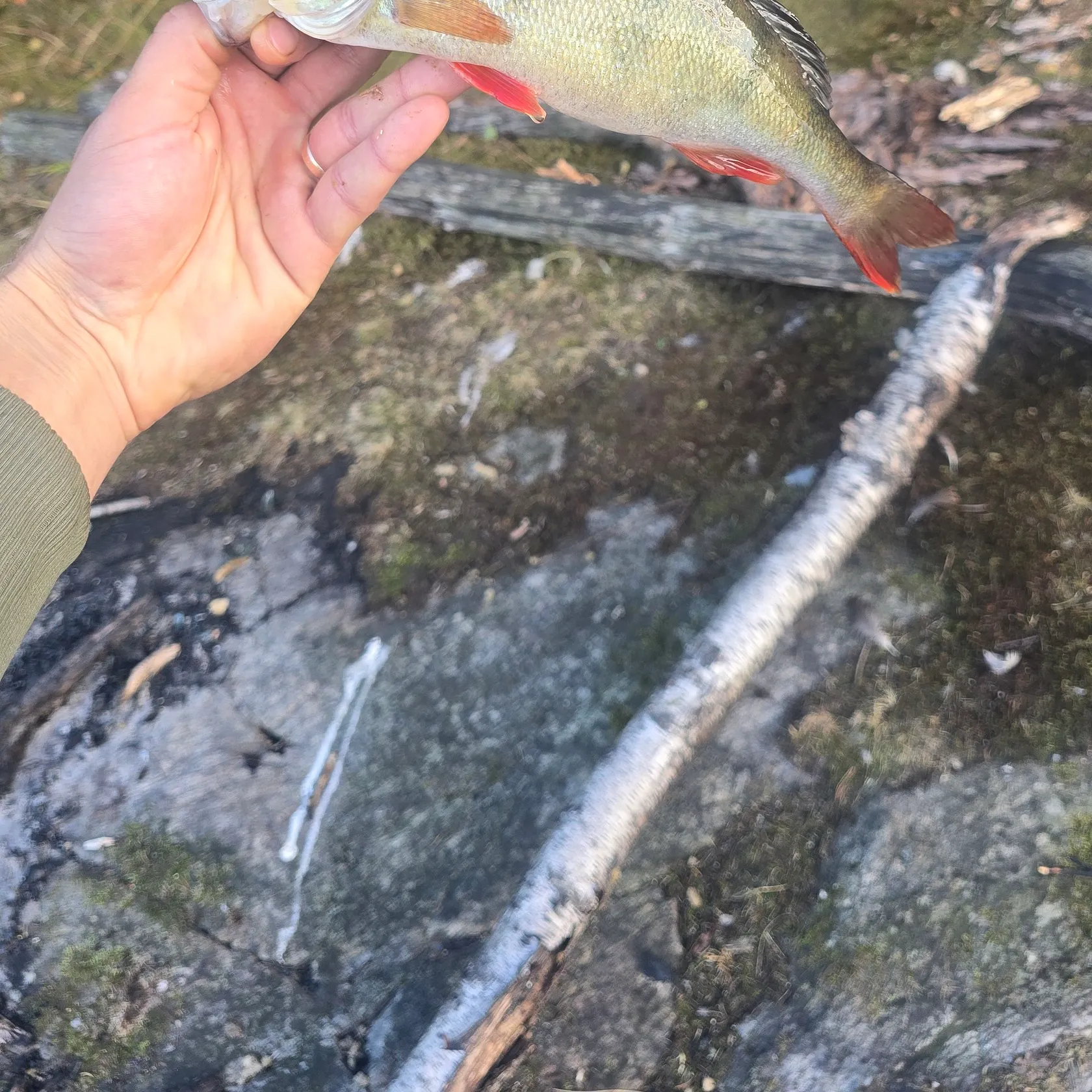 European perch caught on Fishbrain