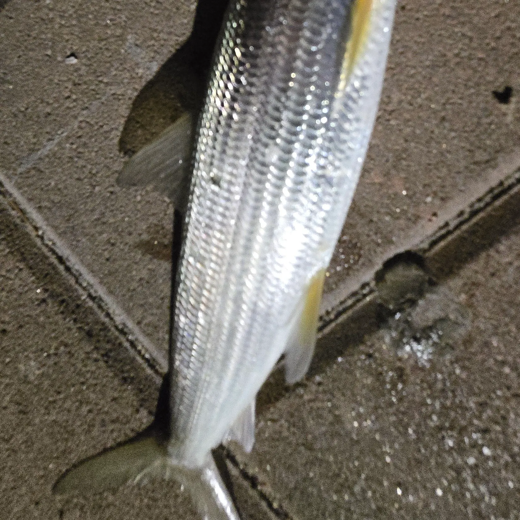 The most recent West Atlantic bonefish catches on Fishbrain