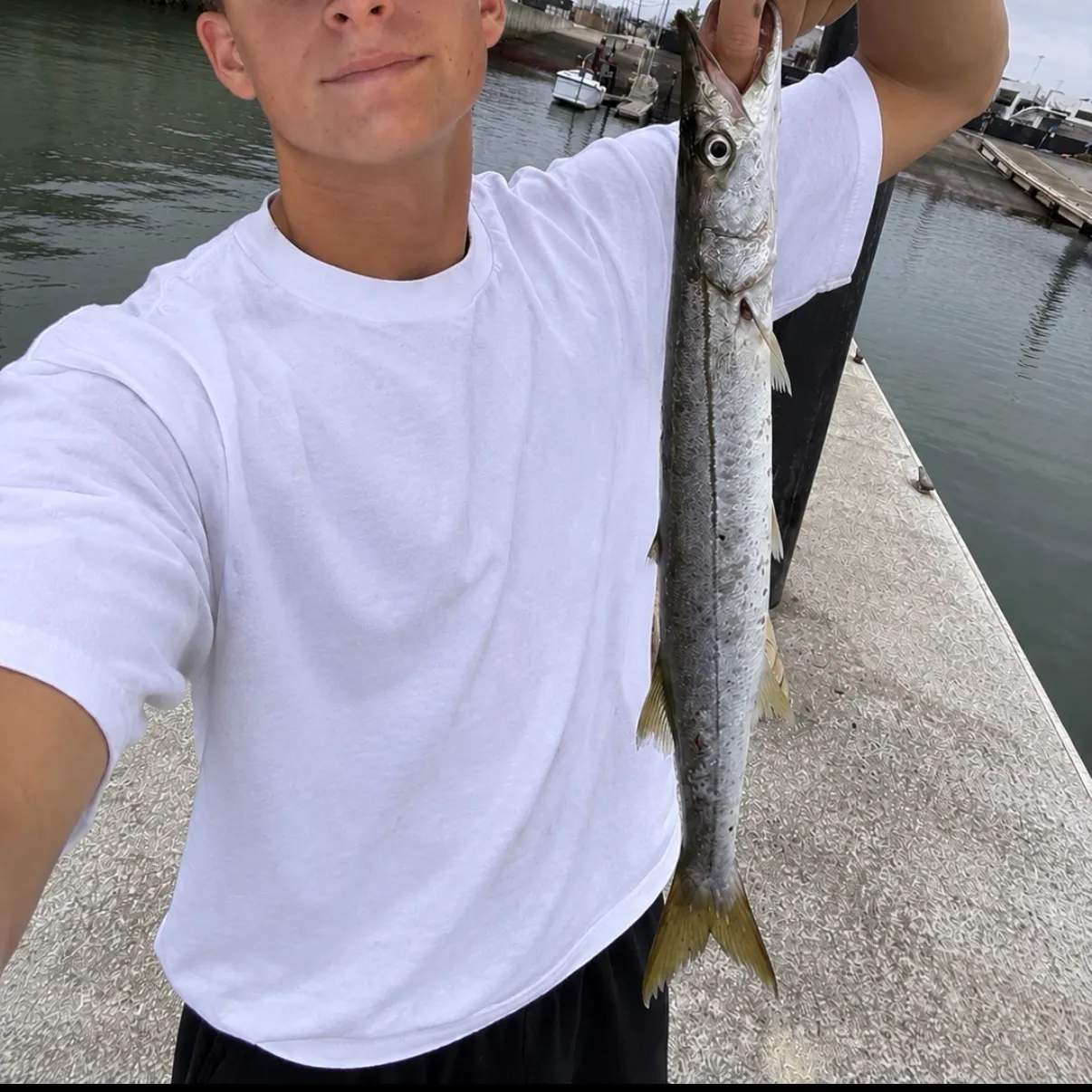 Pacific barracuda caught on Fishbrain