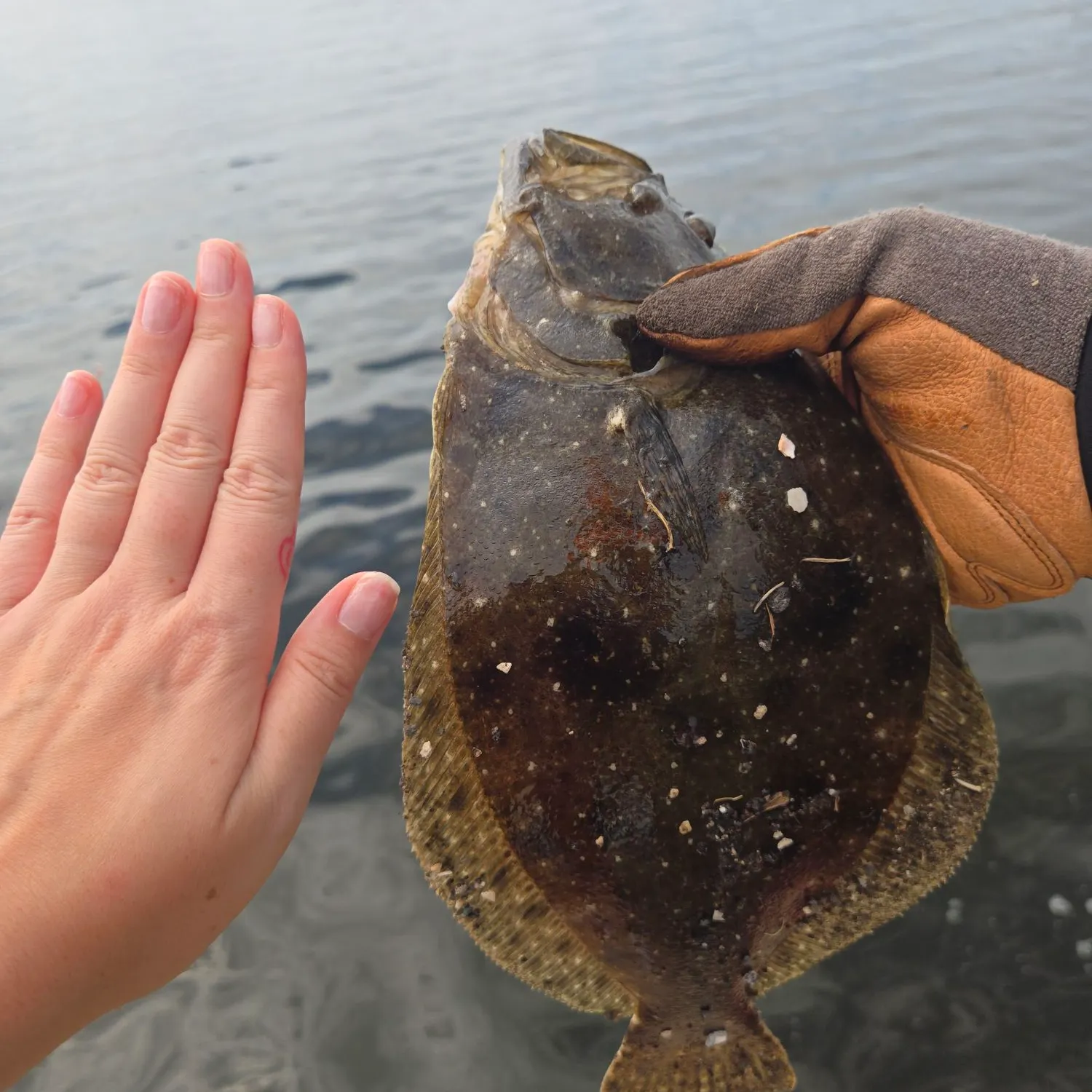 Southern flounder caught on Fishbrain