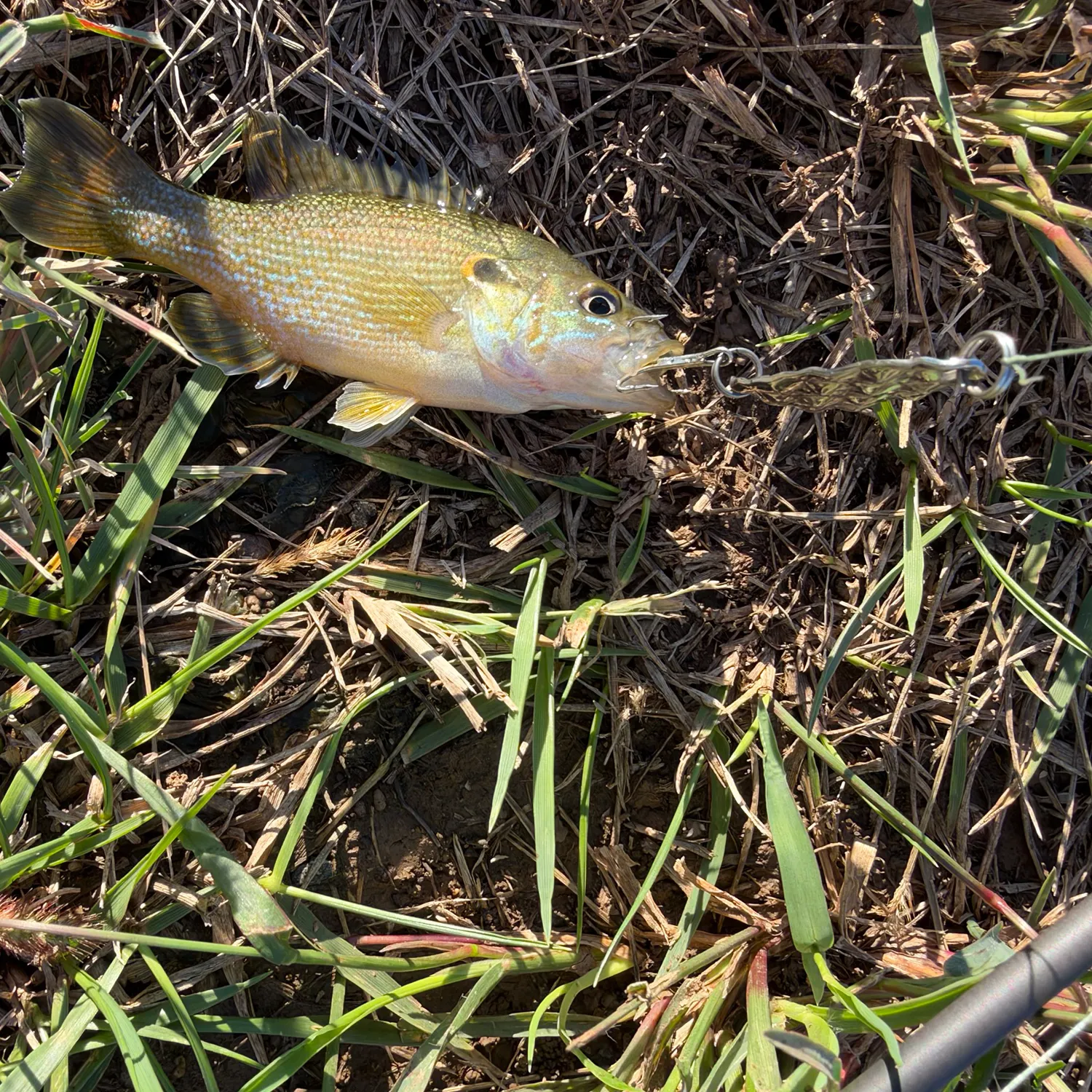 Green sunfish caught on Fishbrain