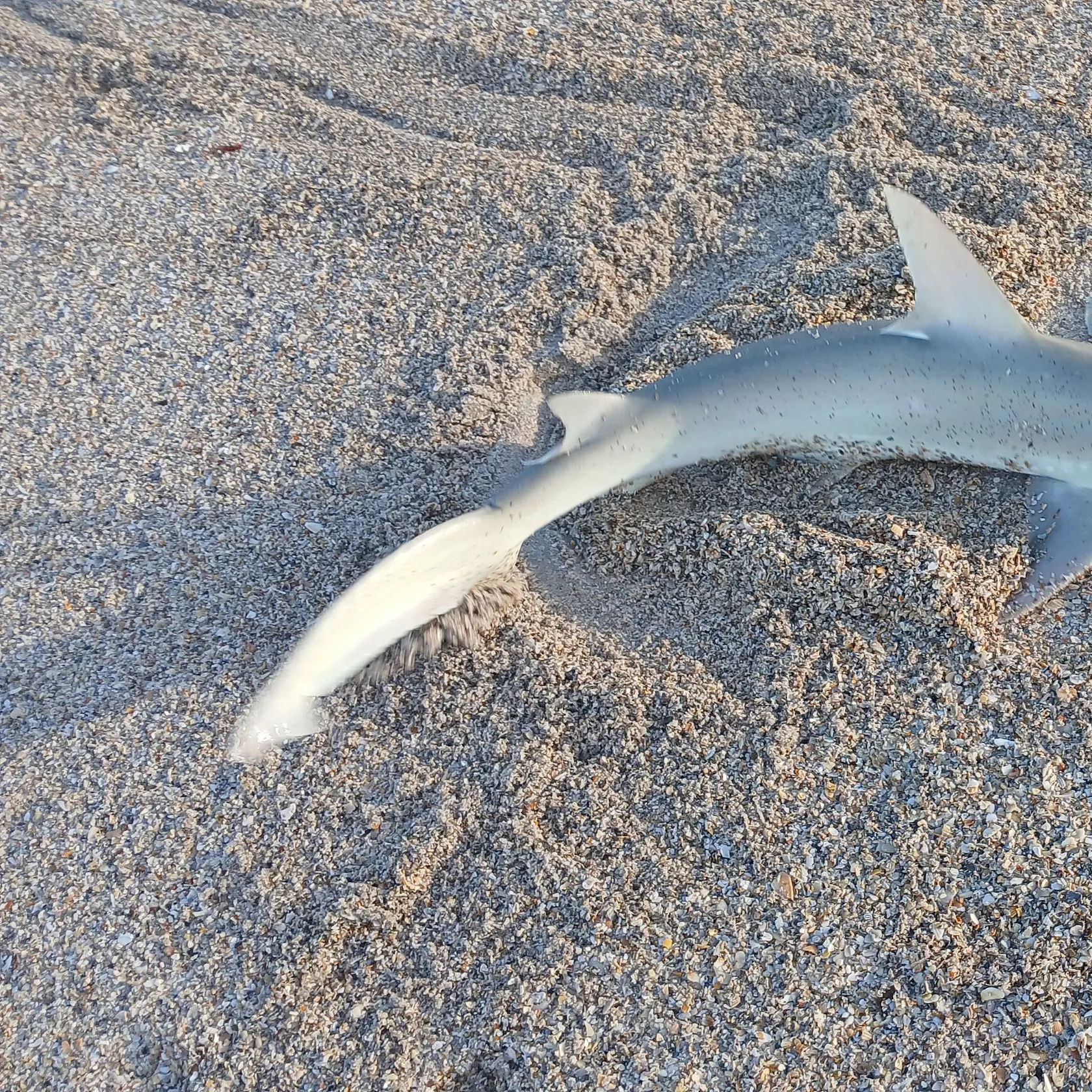 The most recent Bonnethead shark catches on Fishbrain