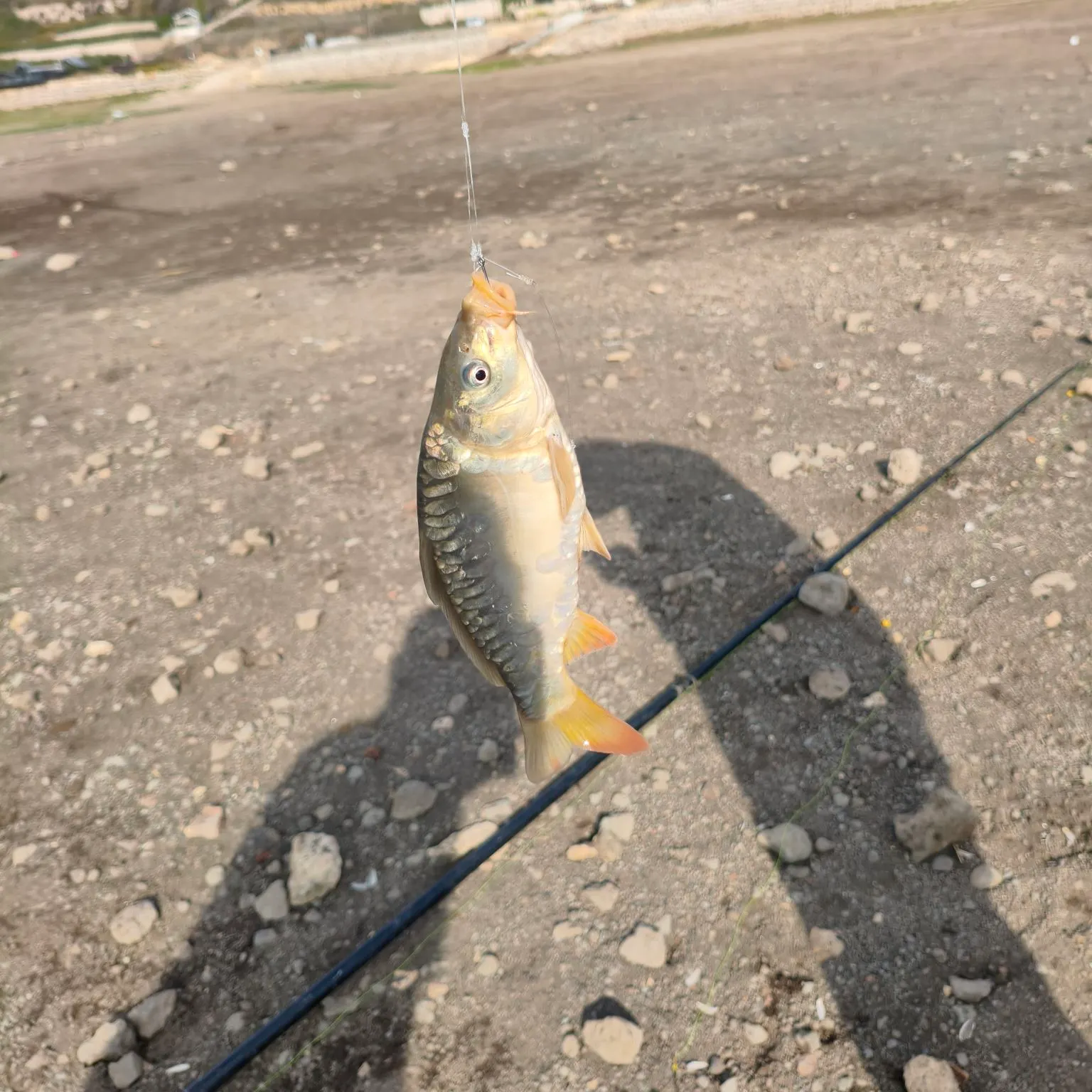 Mirror carp caught on Fishbrain