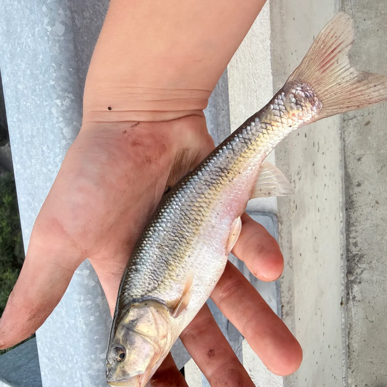 Creek chub caught on Fishbrain