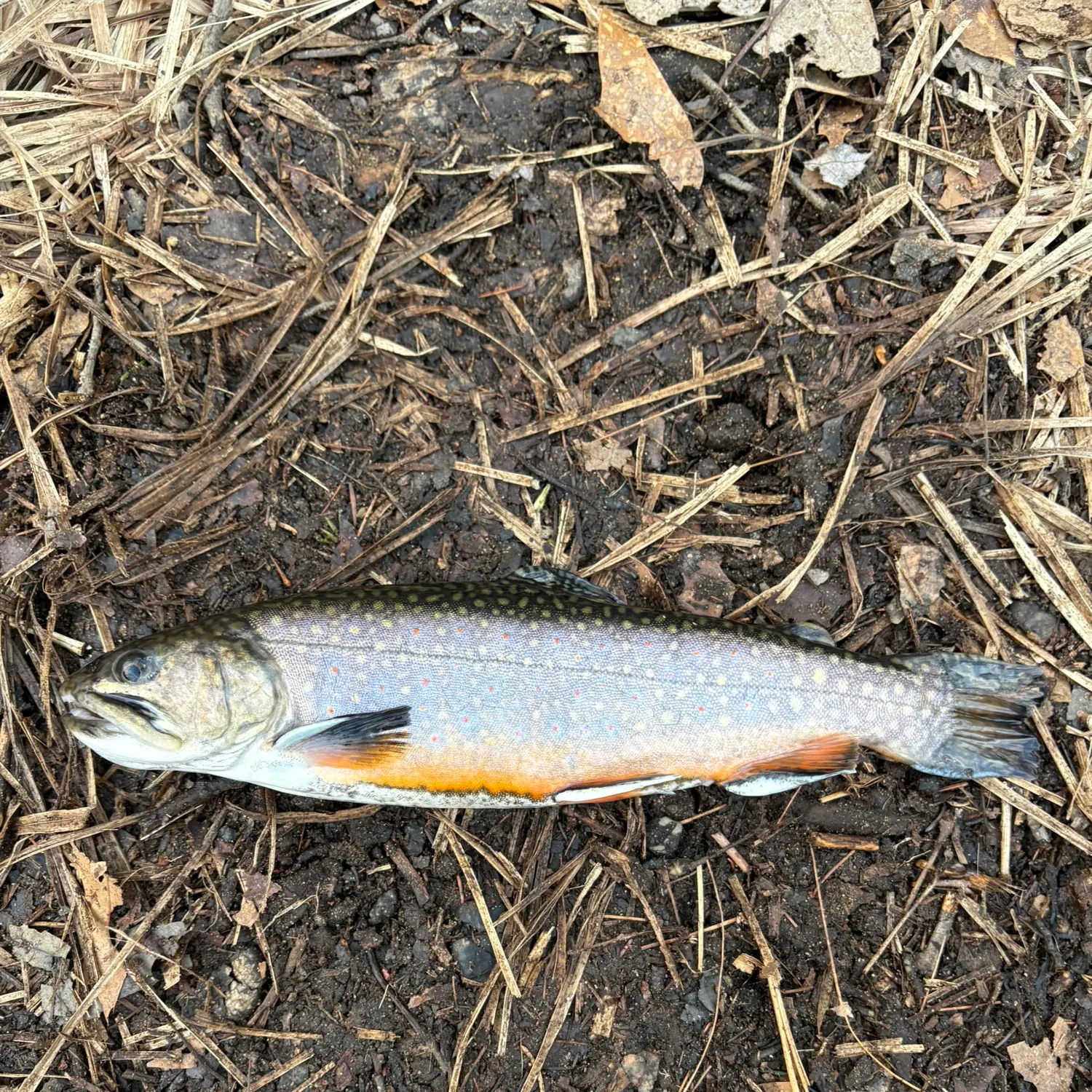 Brook trout caught on Fishbrain