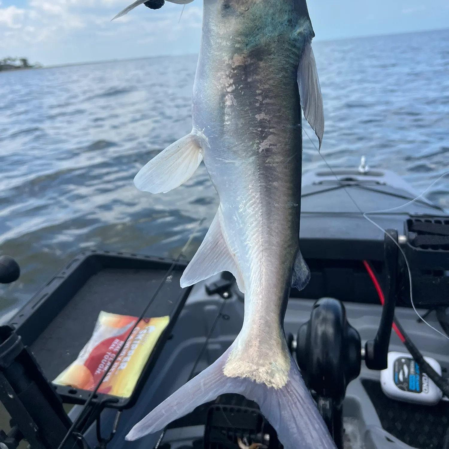 The most recent Gafftopsail sea catfish catches on Fishbrain