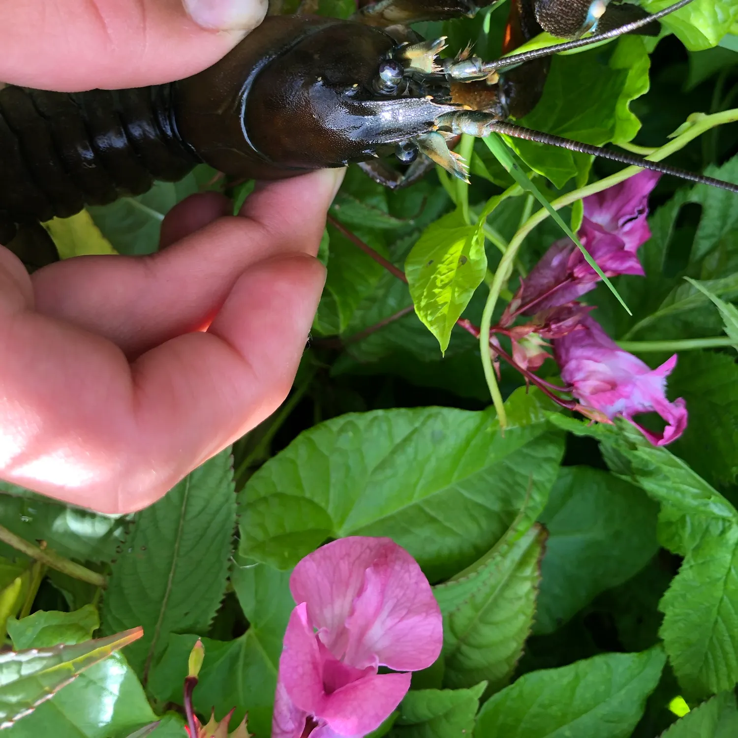 Signal crayfish caught on Fishbrain