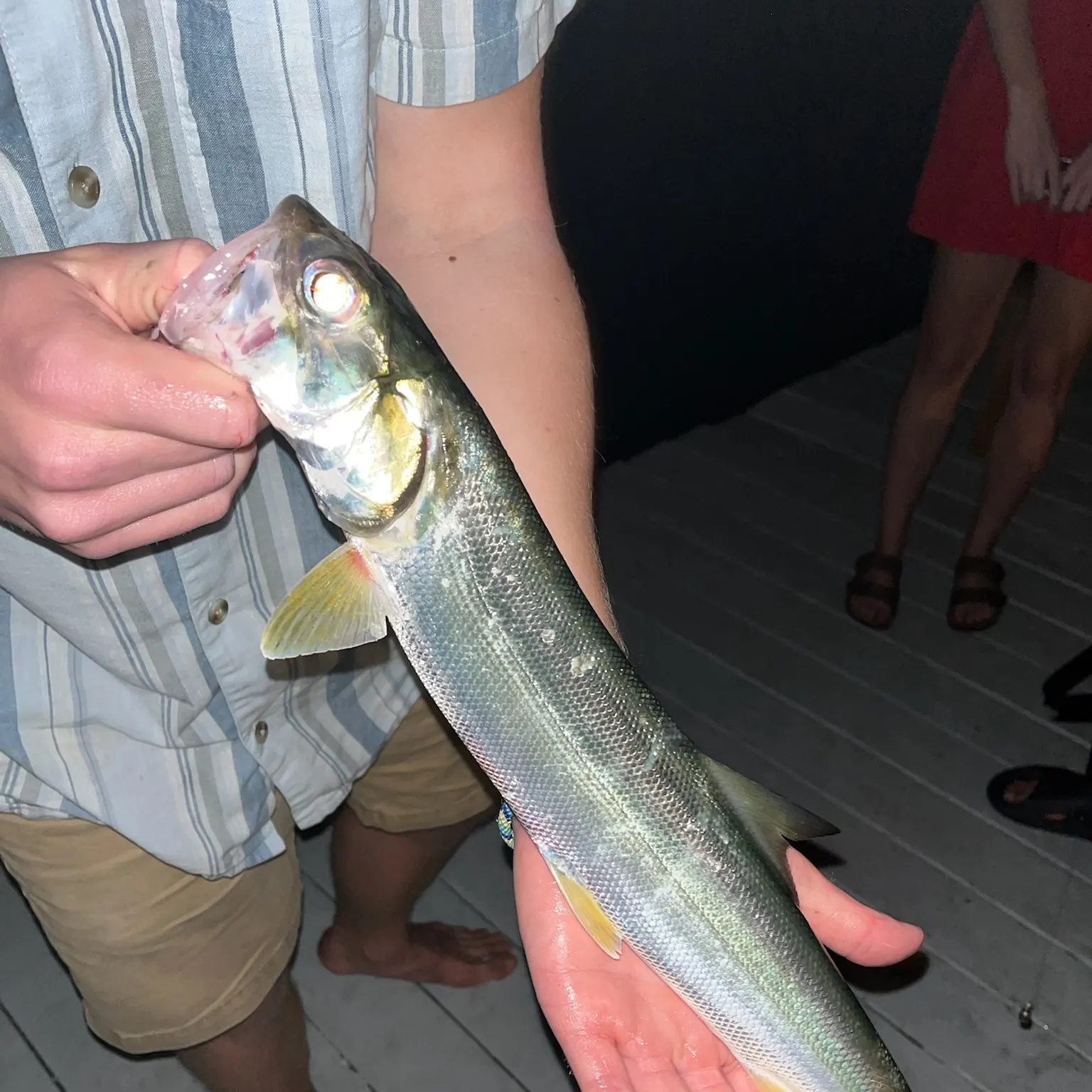 The most recent Gafftopsail sea catfish catches on Fishbrain