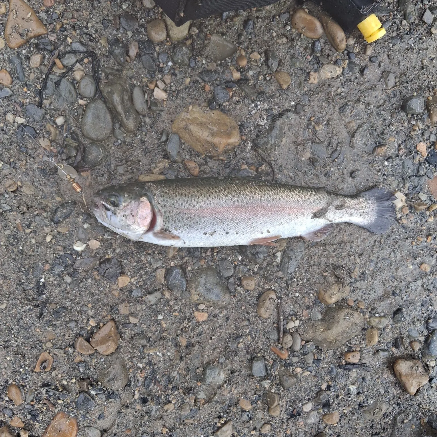 Rainbow trout caught on Fishbrain