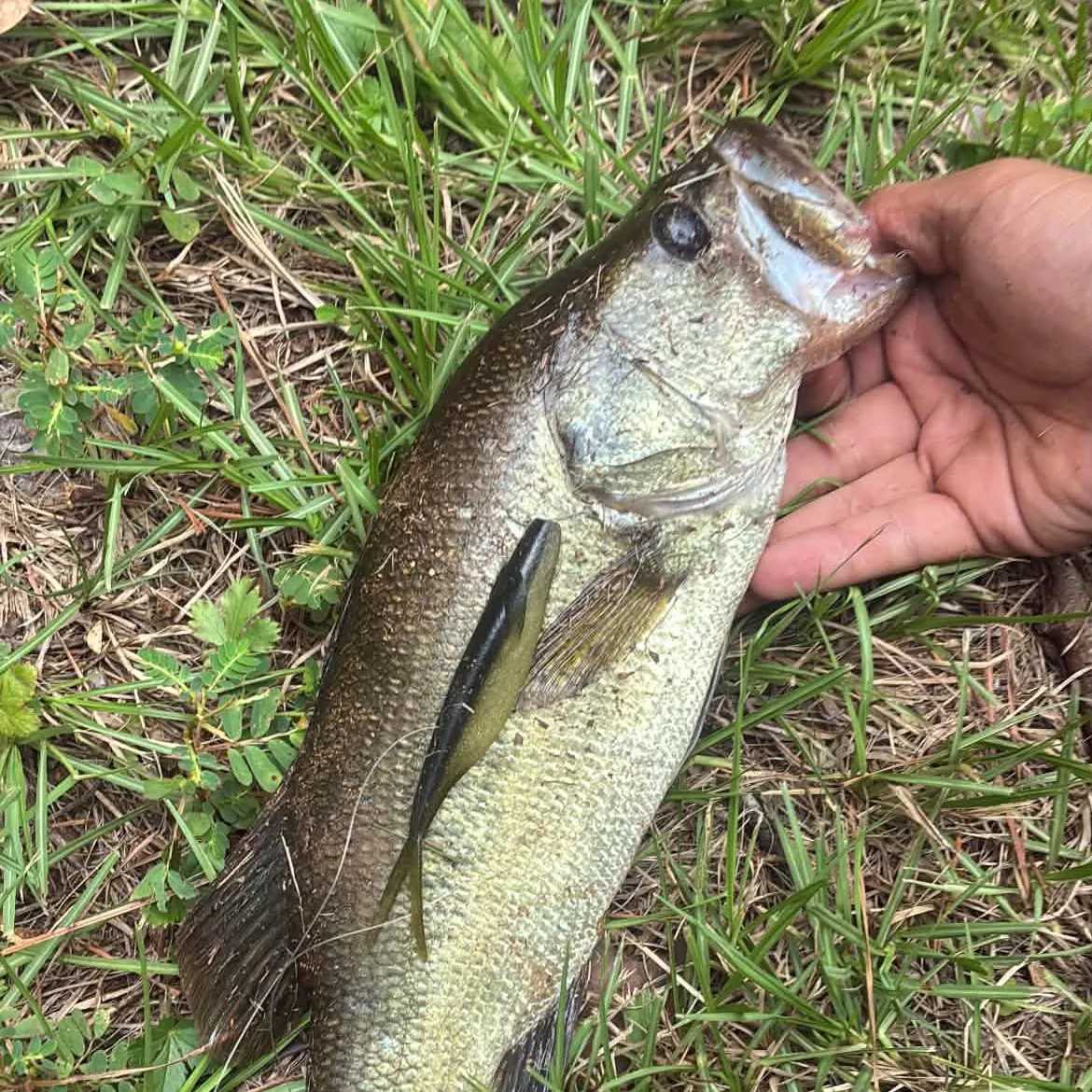 Spotted bass caught on Fishbrain