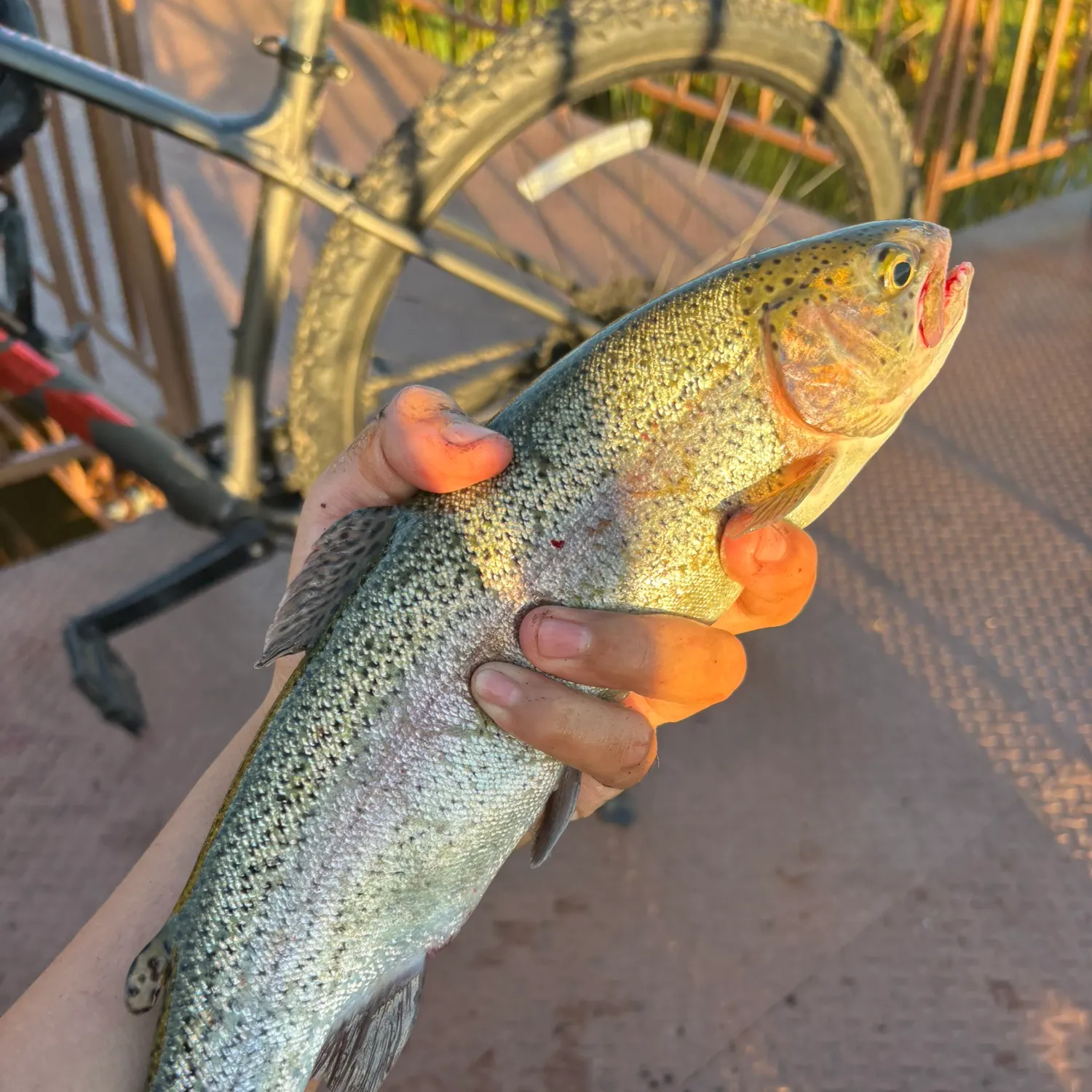 Rainbow trout caught on Fishbrain