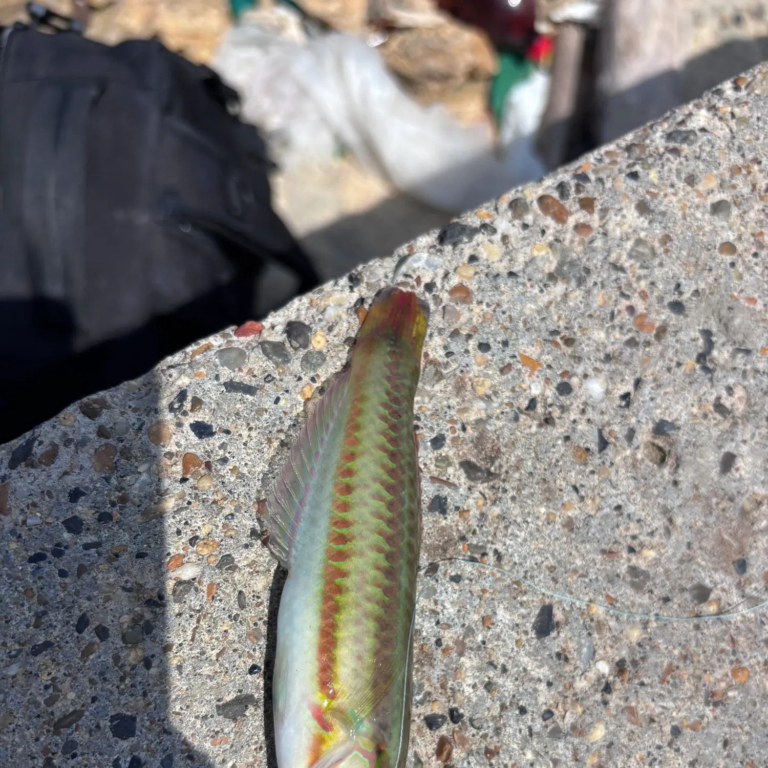 The most recent Slippery dick wrasse catches on Fishbrain