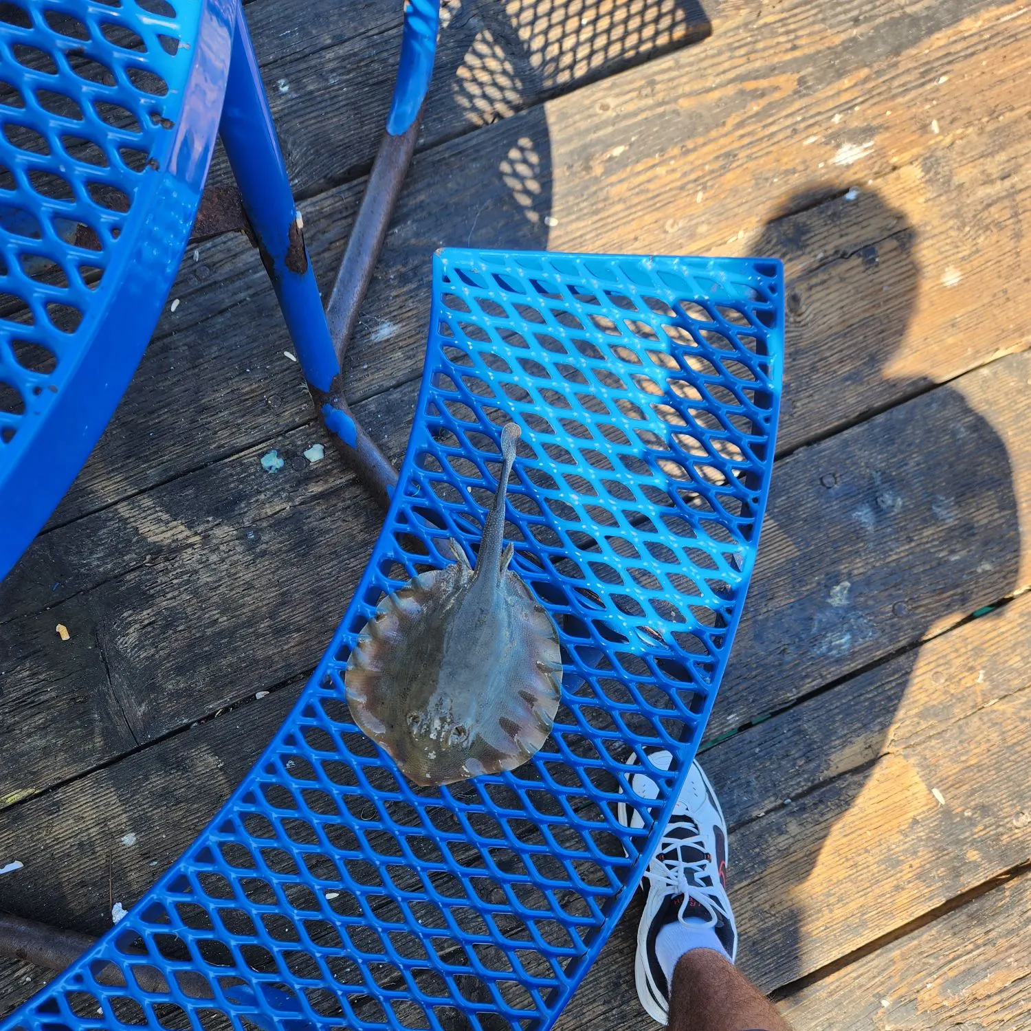 Haller's round ray caught on Fishbrain