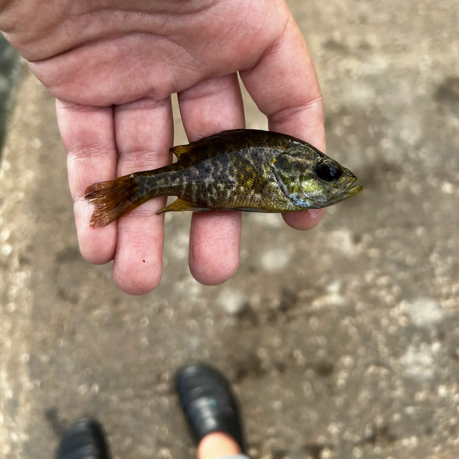 Black crappie caught on Fishbrain