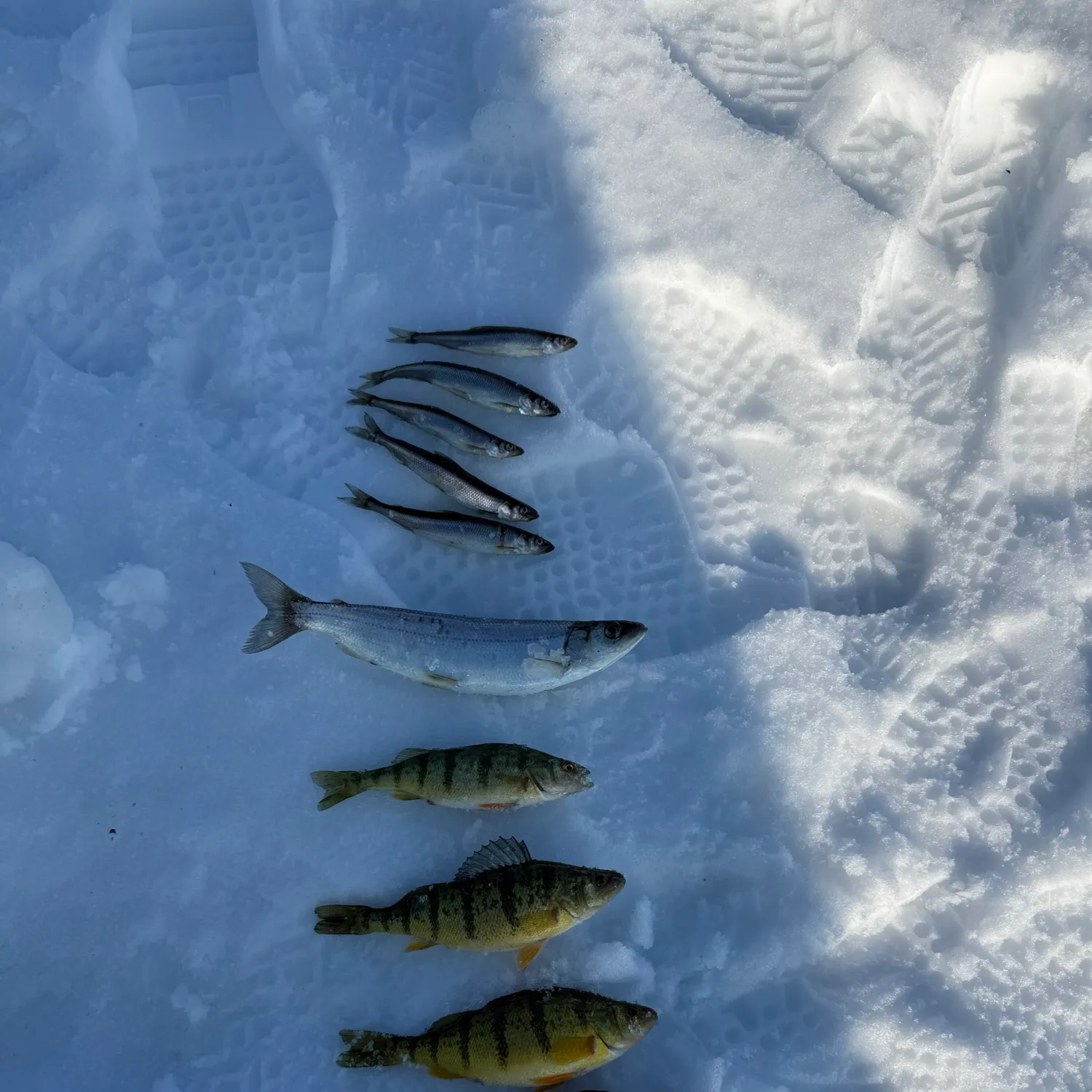 The most recent Atlantic herring catches on Fishbrain