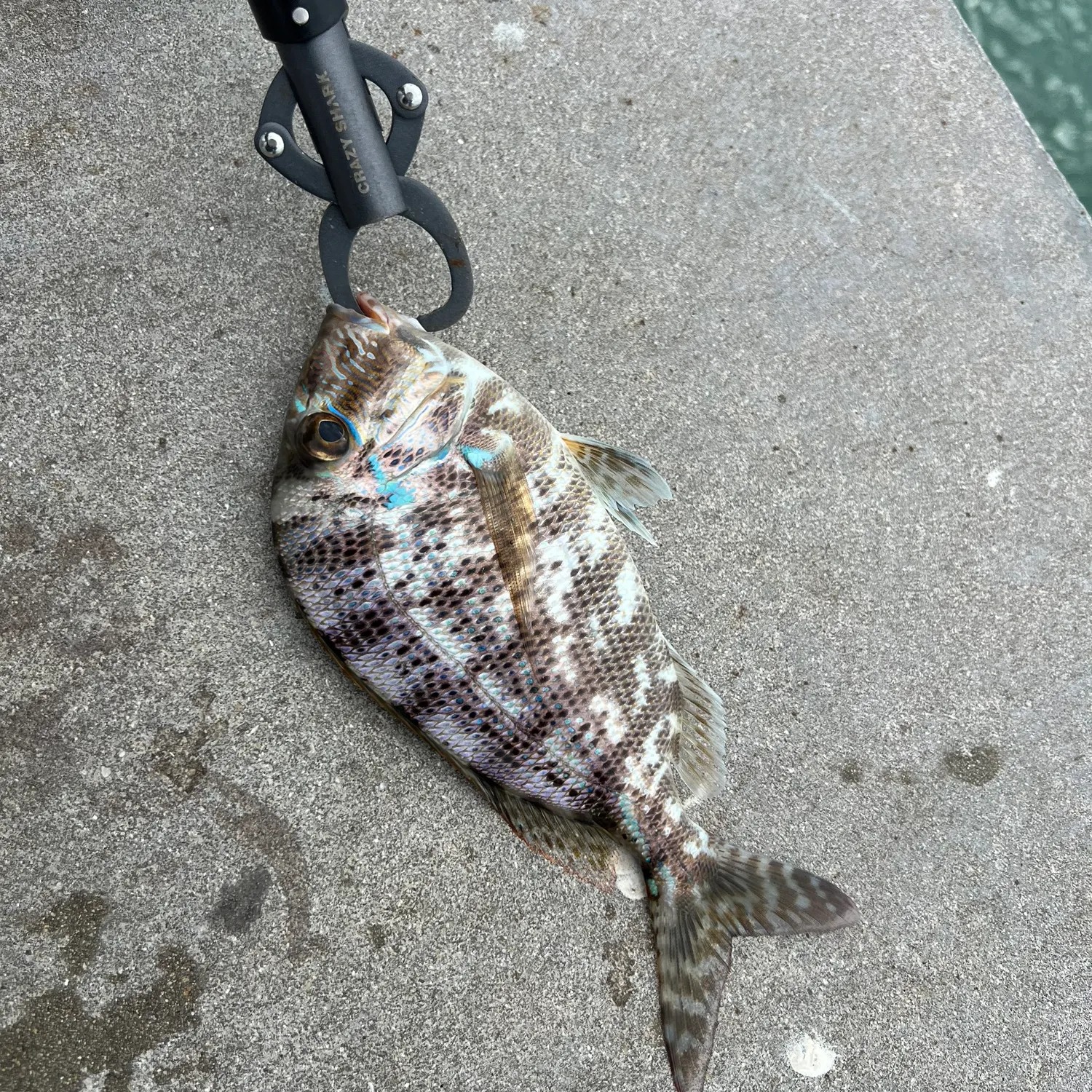 The most recent Sheepshead porgy catches on Fishbrain