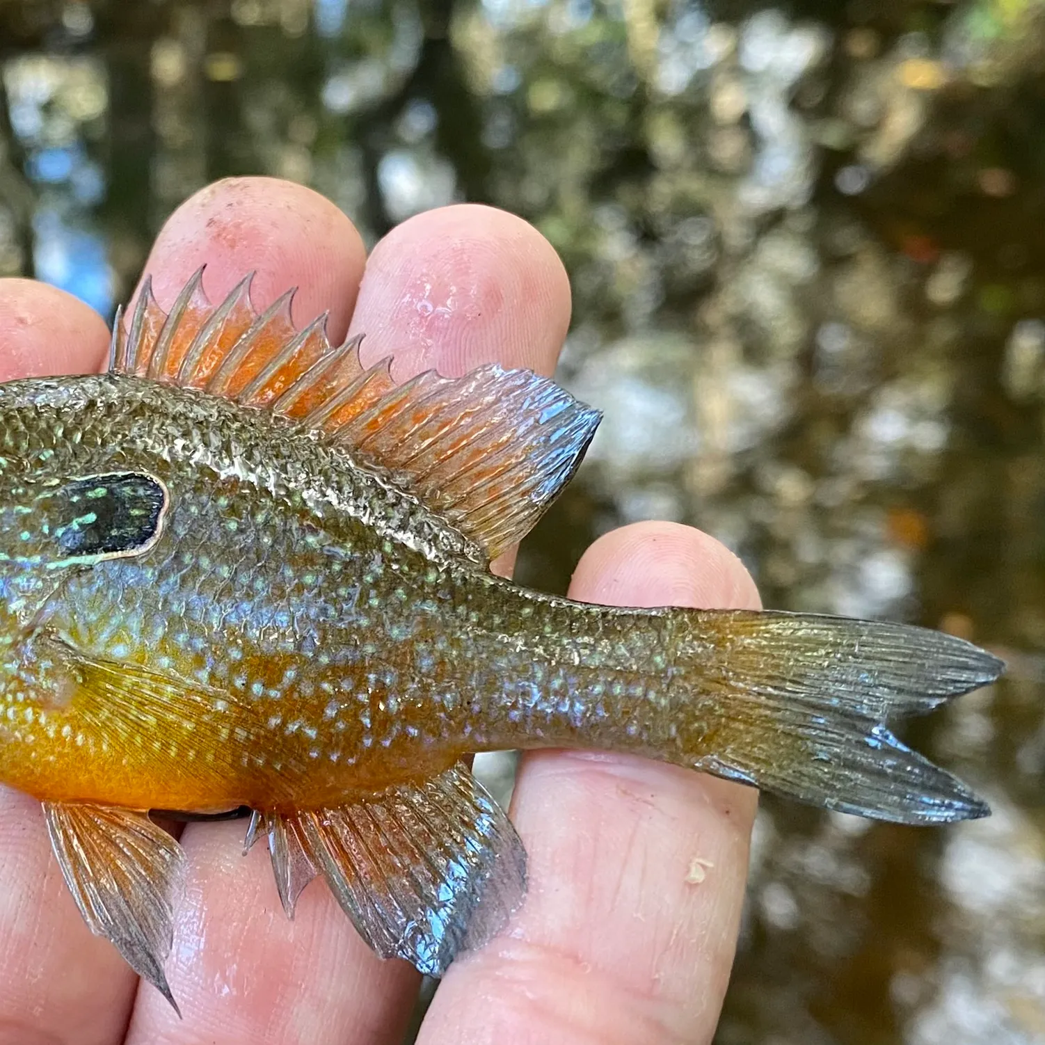 The most recent Dollar sunfish catches on Fishbrain