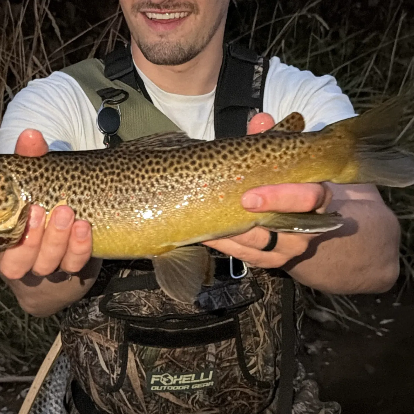 Brown trout caught on Fishbrain