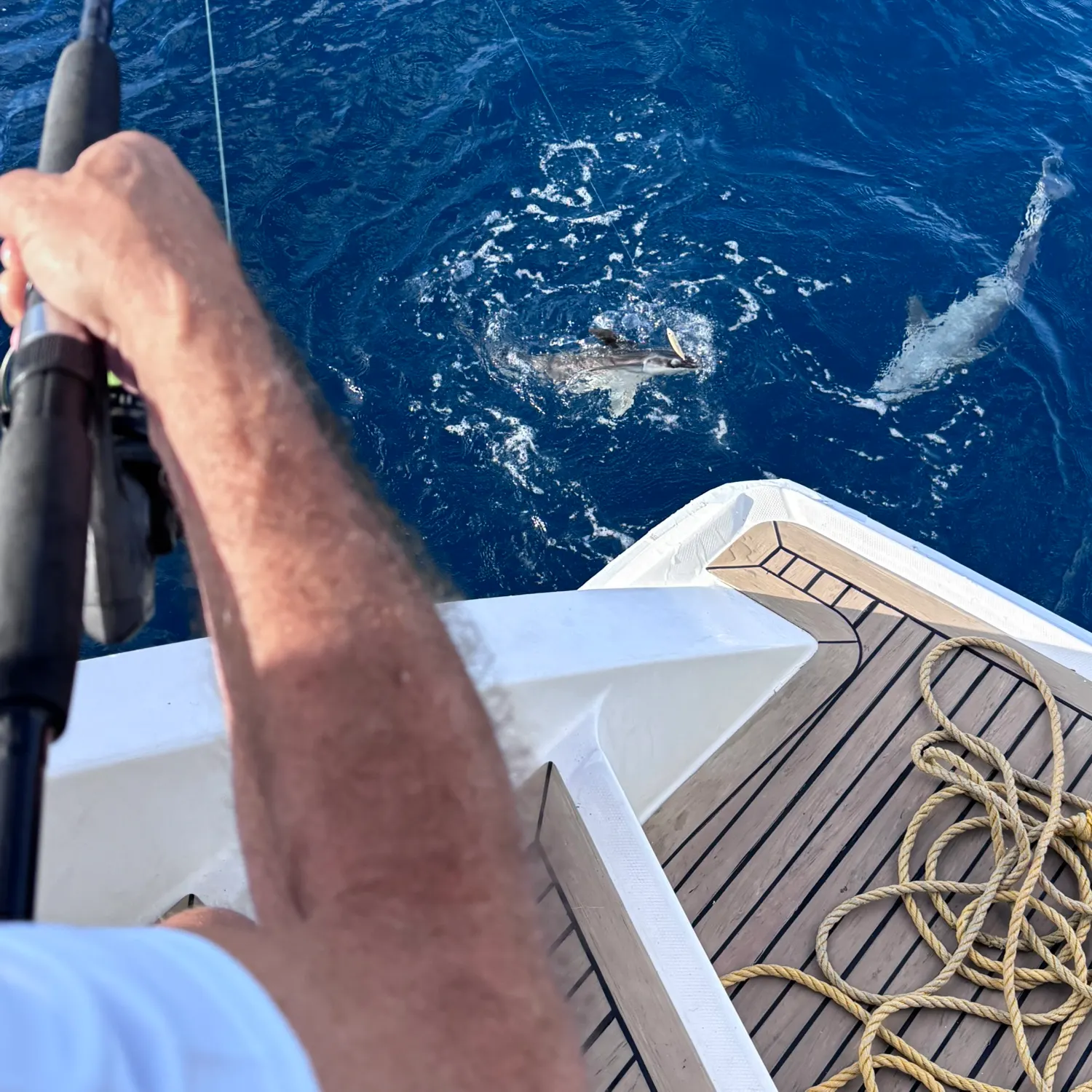 The most recent Common remora catches on Fishbrain