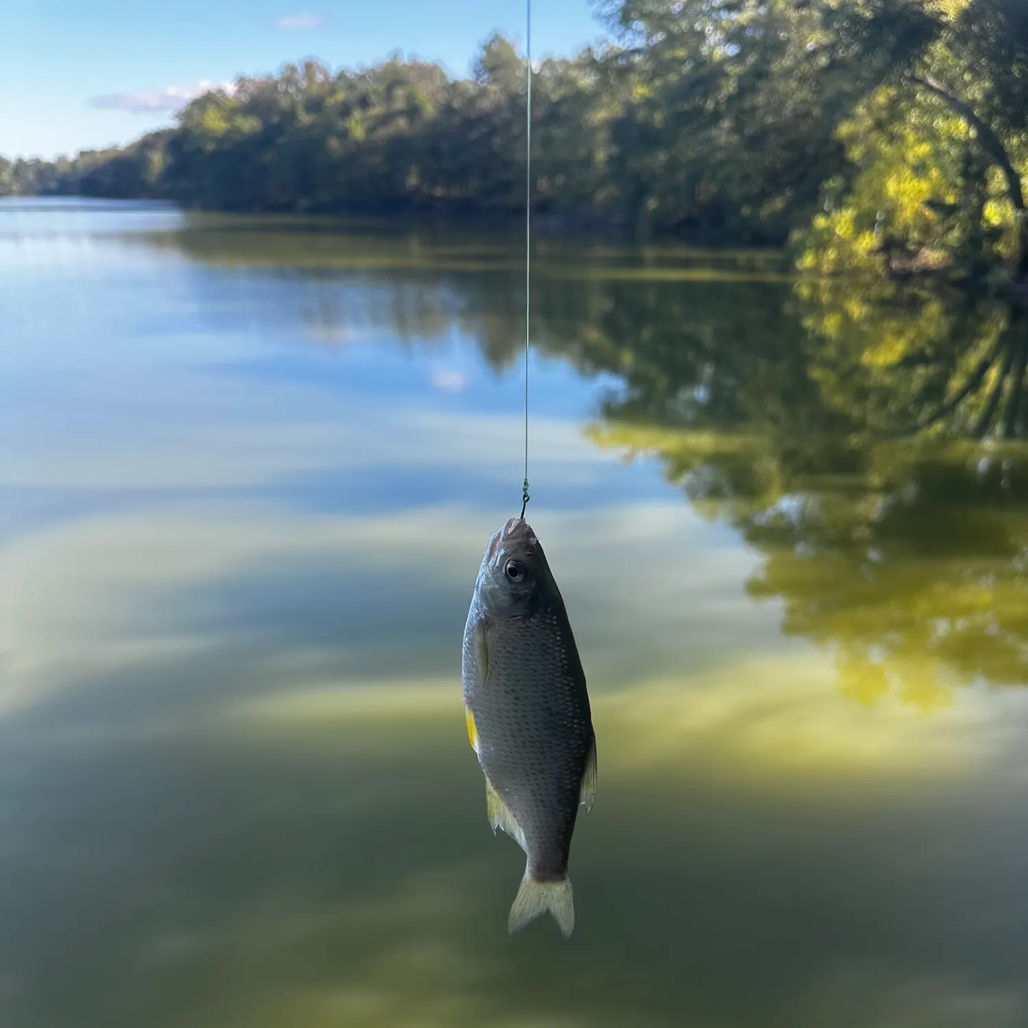 The most recent Common shiner catches on Fishbrain