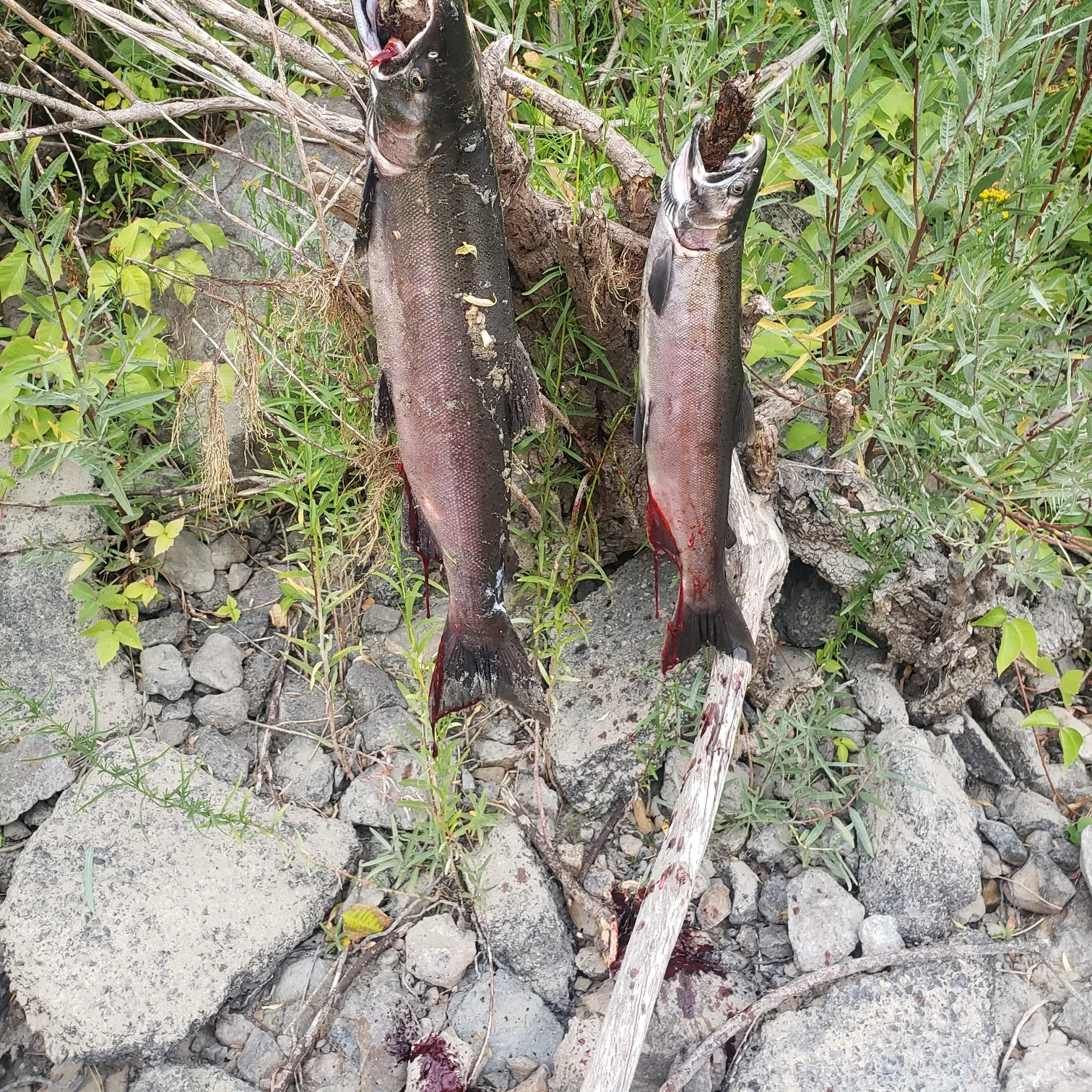 recently logged catches