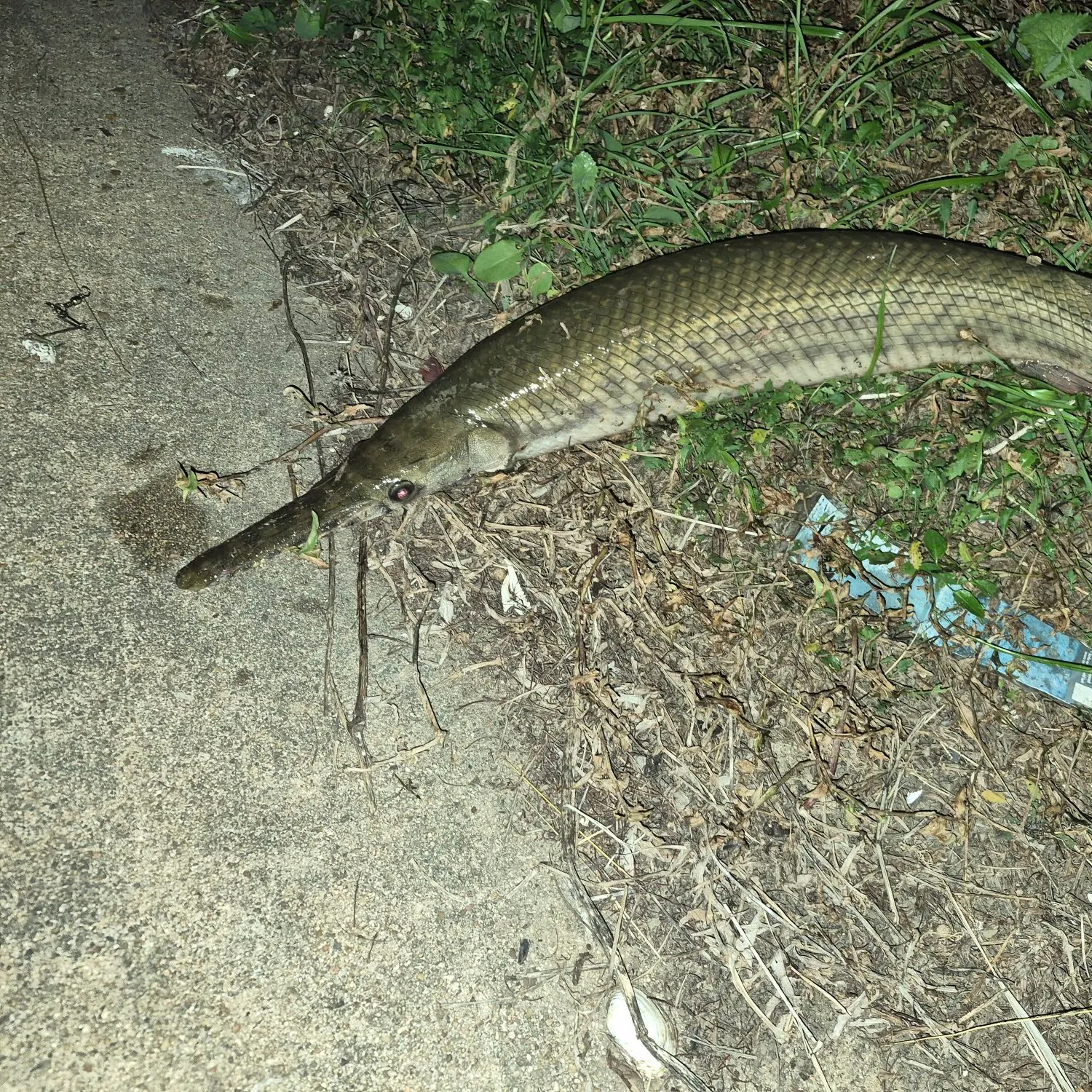The most recent Spotted gar catches on Fishbrain