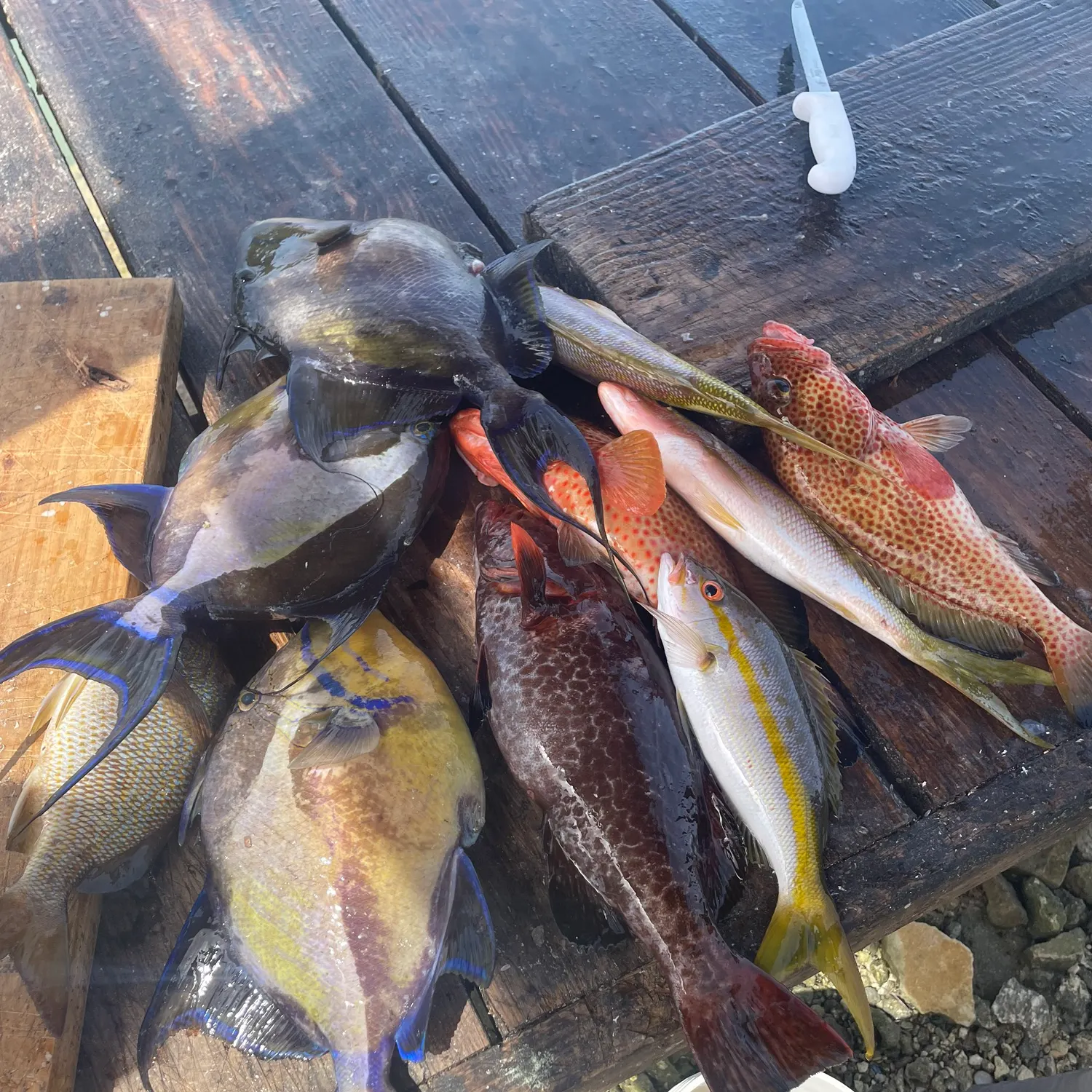 recently logged catches