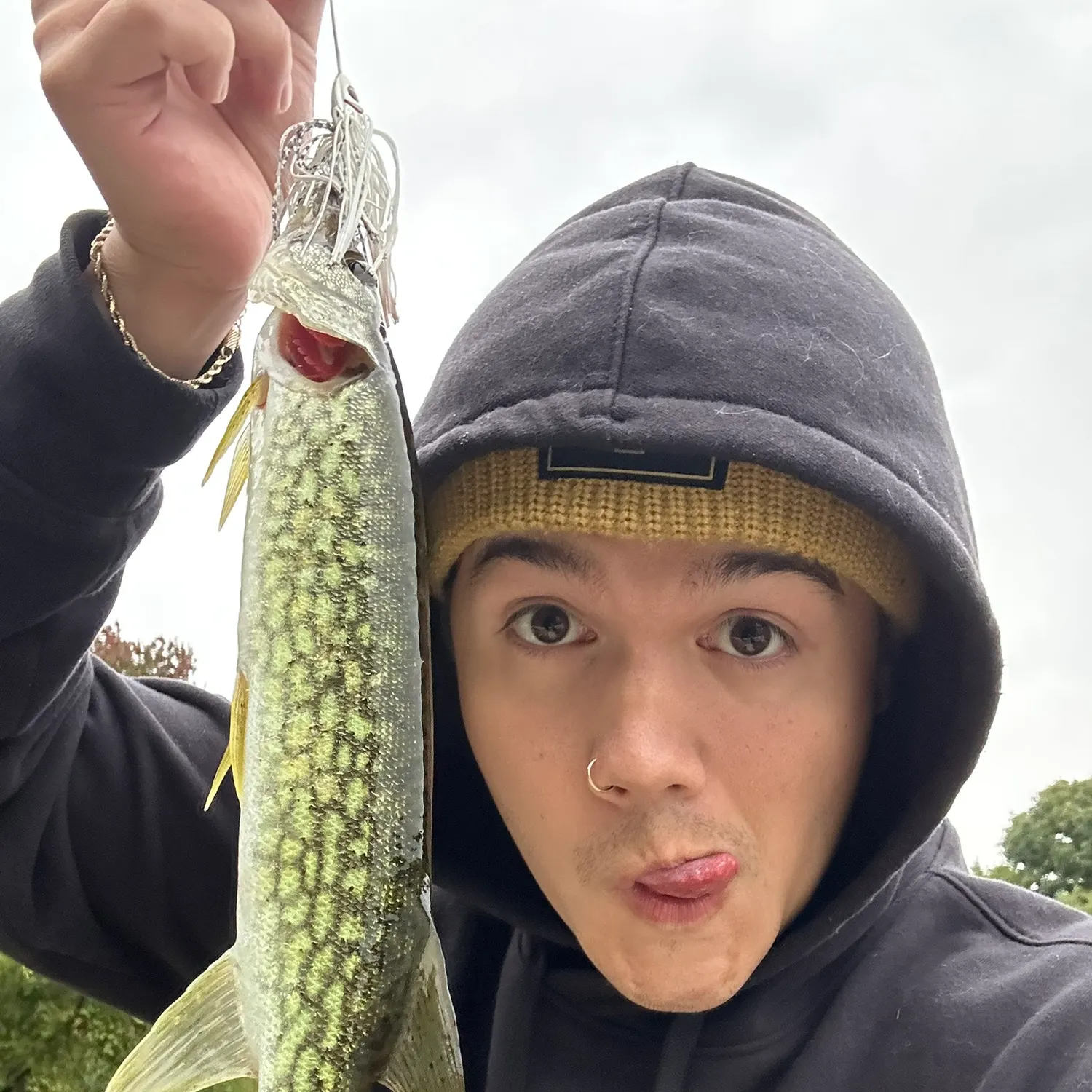 Chain pickerel caught on Fishbrain