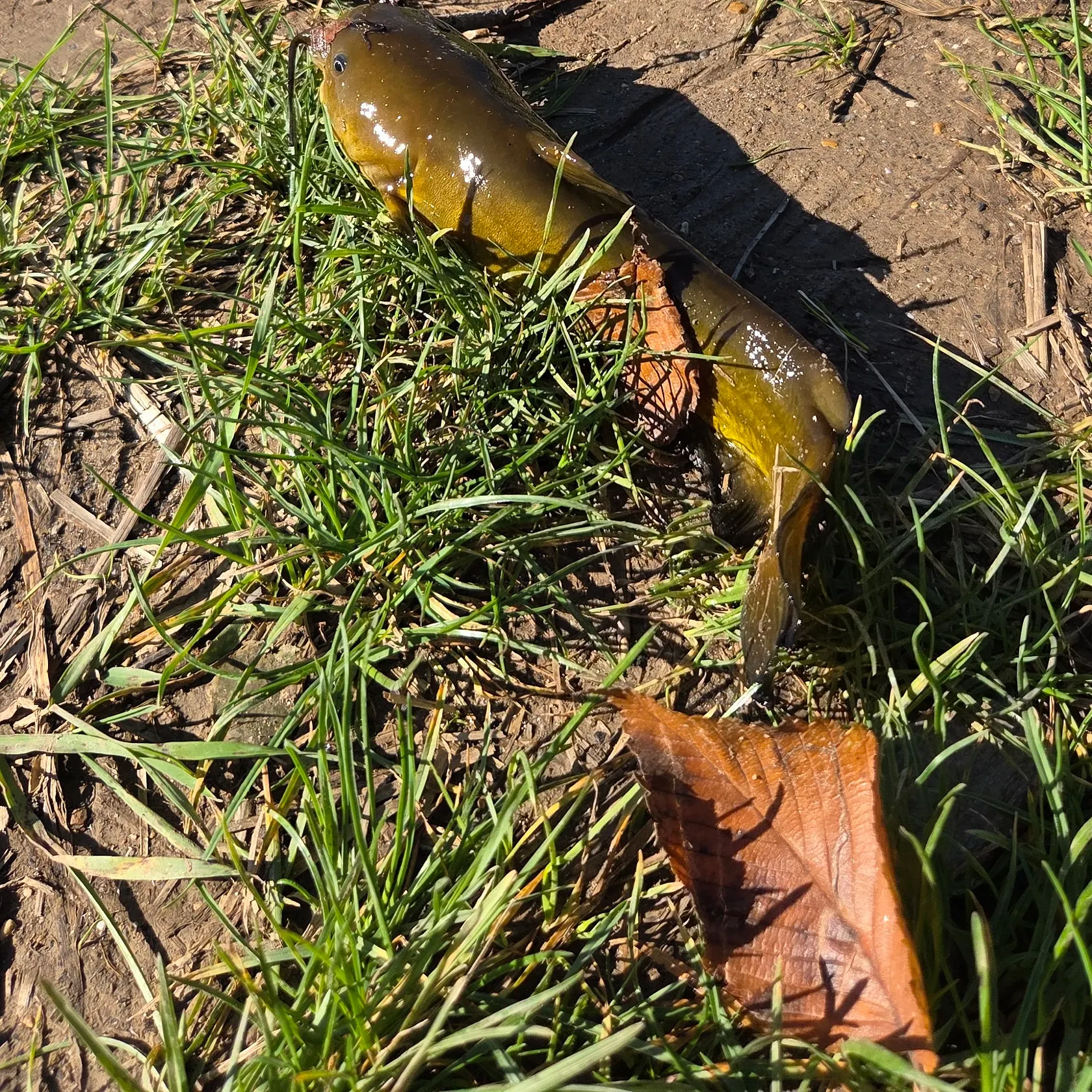 Yellow bullhead caught on Fishbrain
