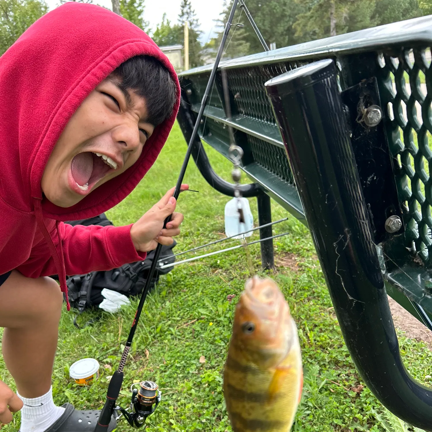 Yellow perch caught on Fishbrain