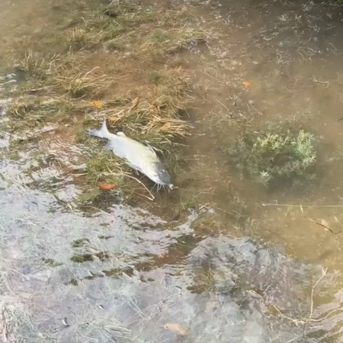 The most recent Blue salmon catfish catches on Fishbrain