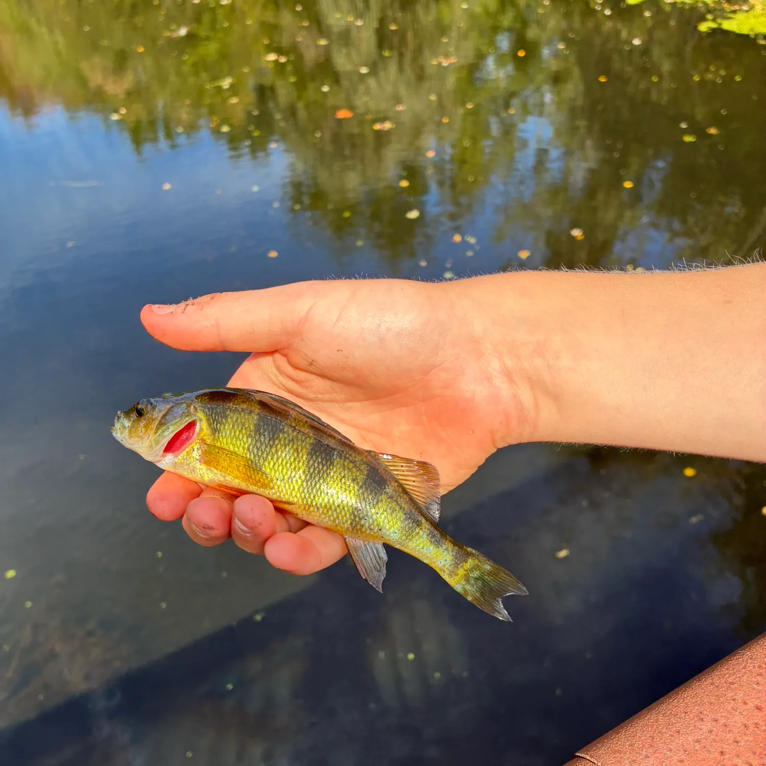 Yellow perch caught on Fishbrain