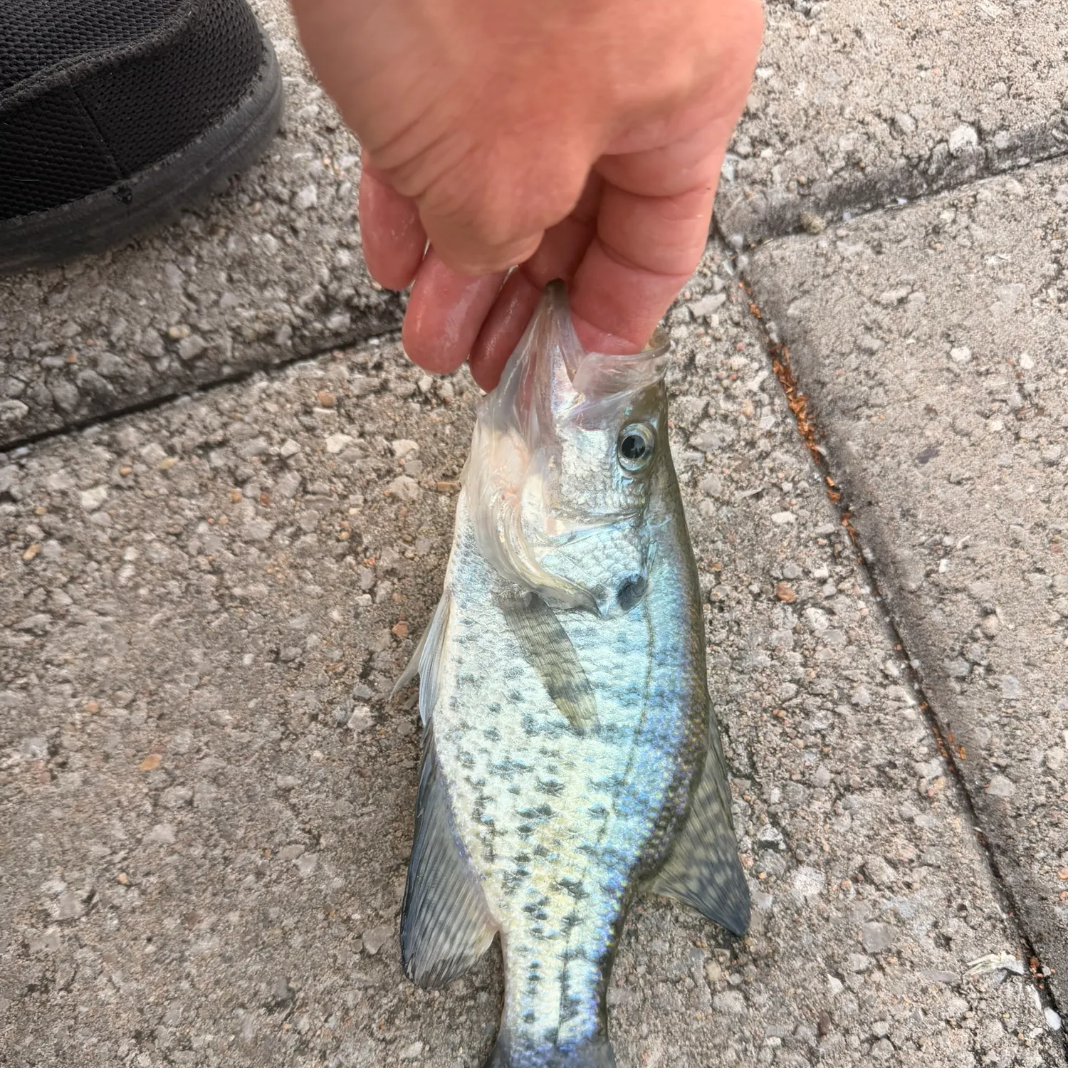 White crappie caught on Fishbrain