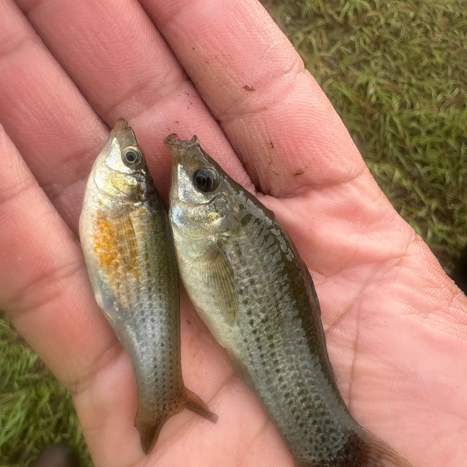 The most recent Sailfin Molly catches on Fishbrain