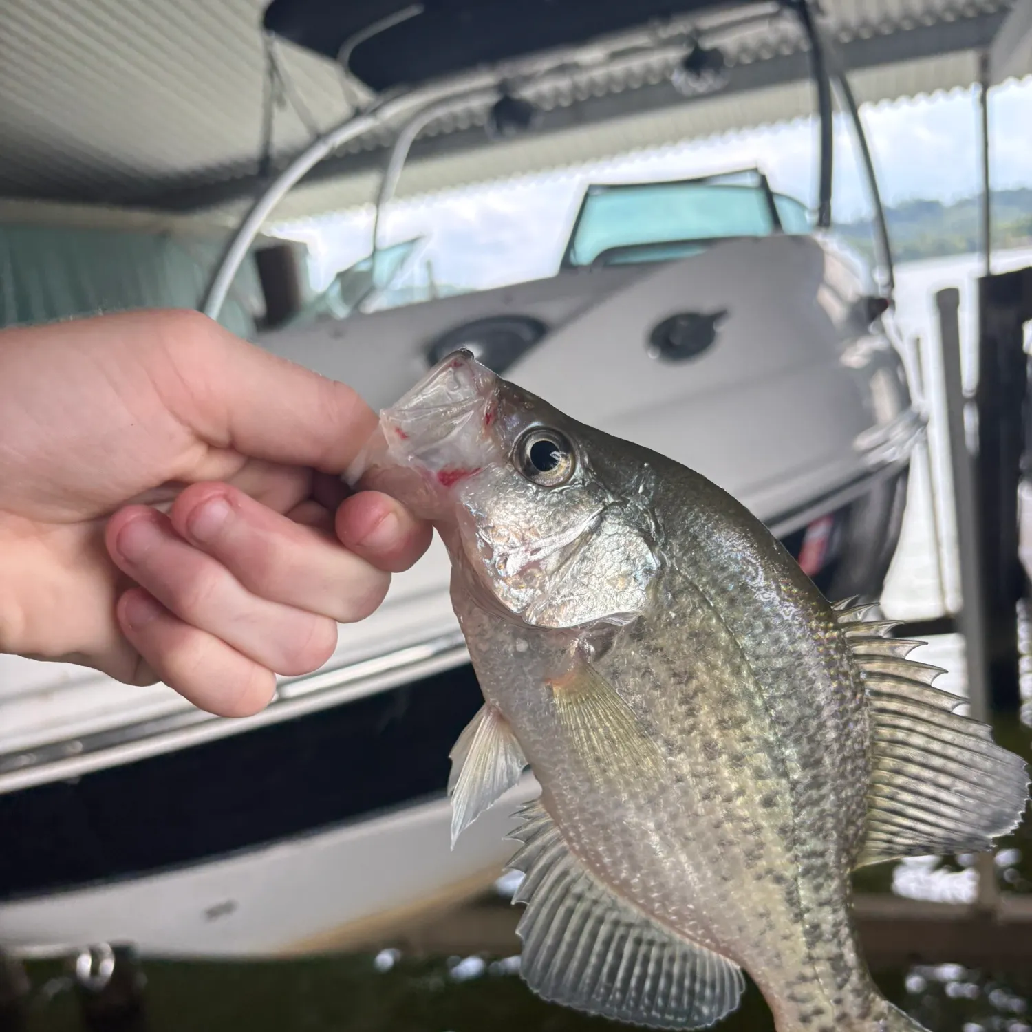 White crappie caught on Fishbrain